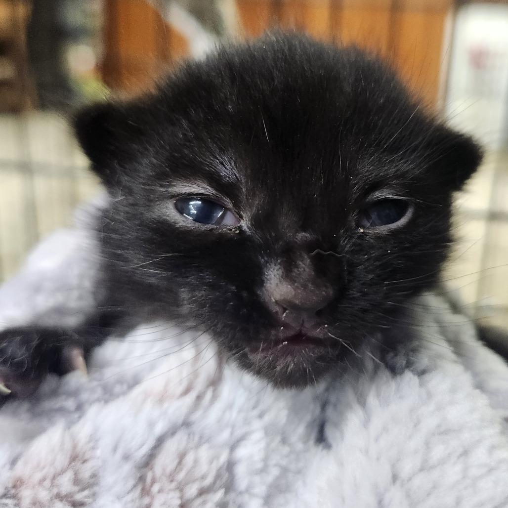 Sir Knots-A-Lot, Adoptable, Kitten Male Domestic Short Hair.