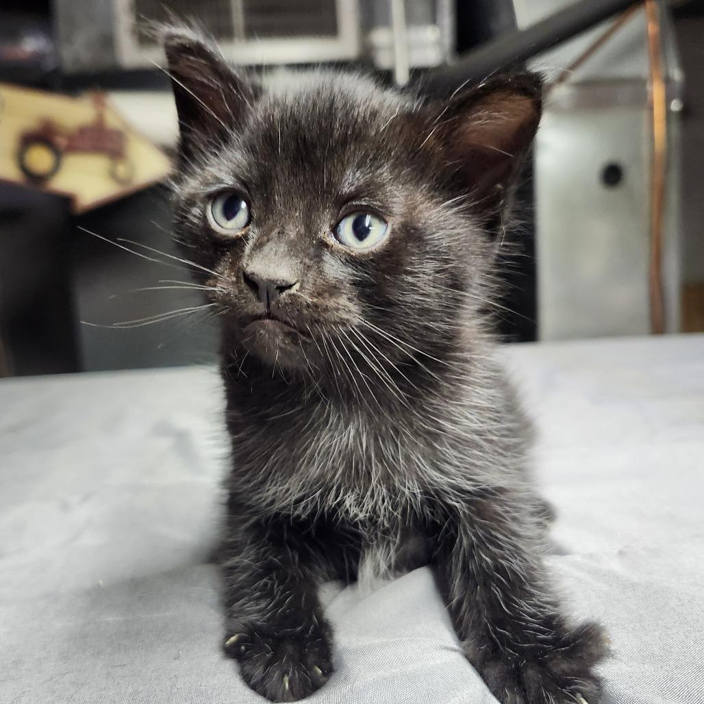 Sir Knots-A-Lot, a Adoptable Domestic Short Hair in Middletown, OH image 2/2
