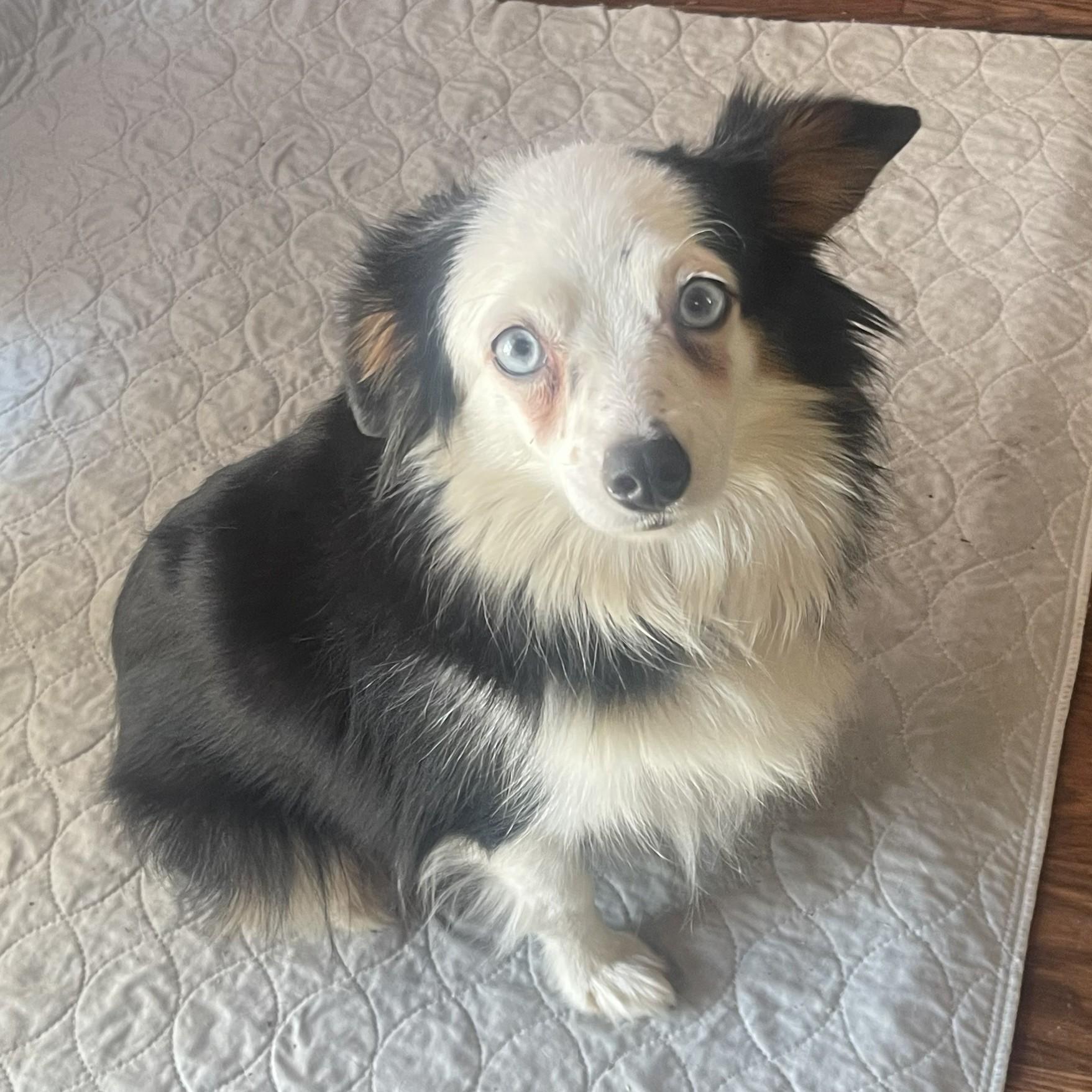 Rosemary, ADOPTABLE, Adult Female Australian Shepherd.