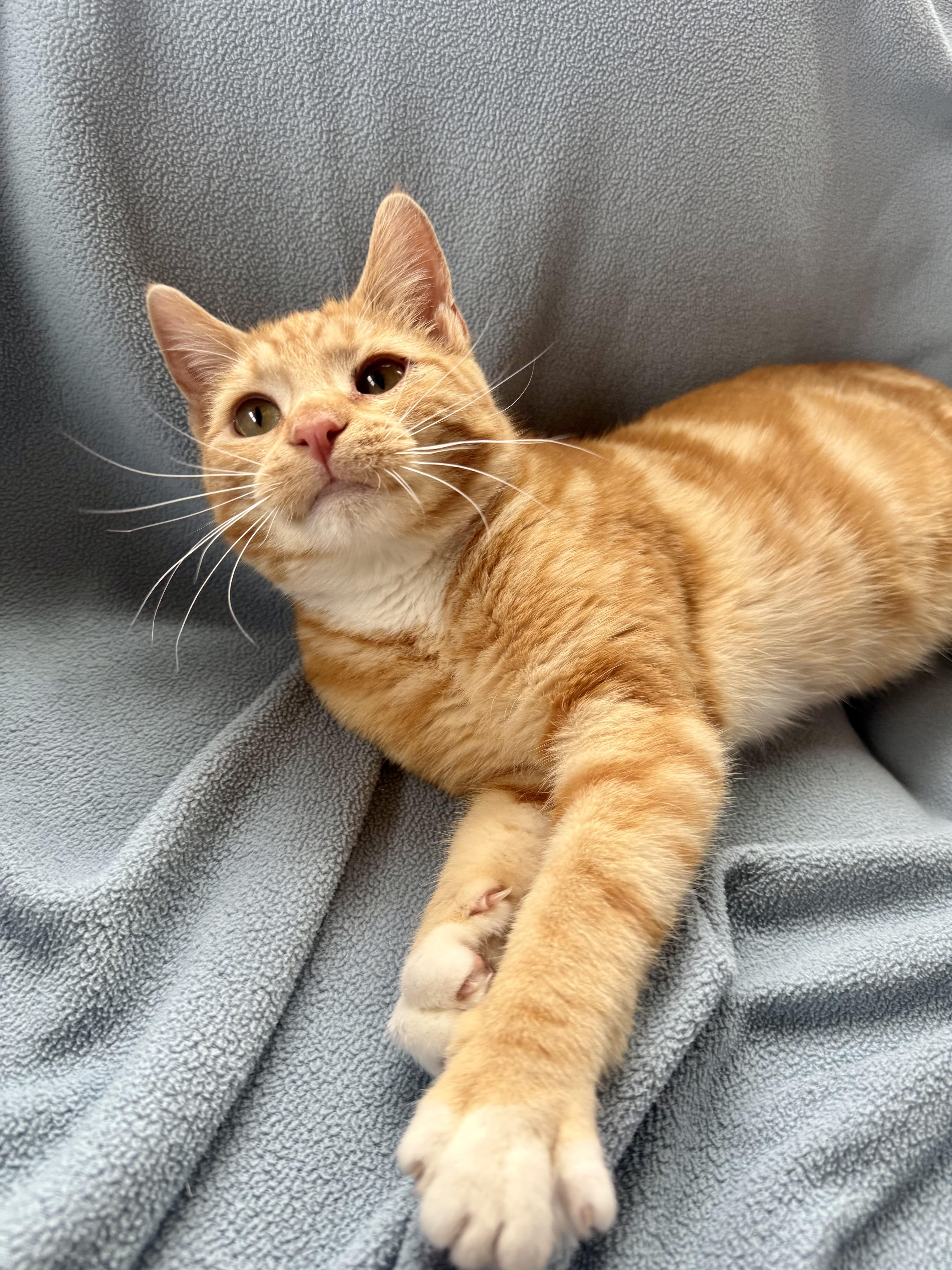 Pisces, a Adoptable Tabby in Minneapolis, MN image 1/6