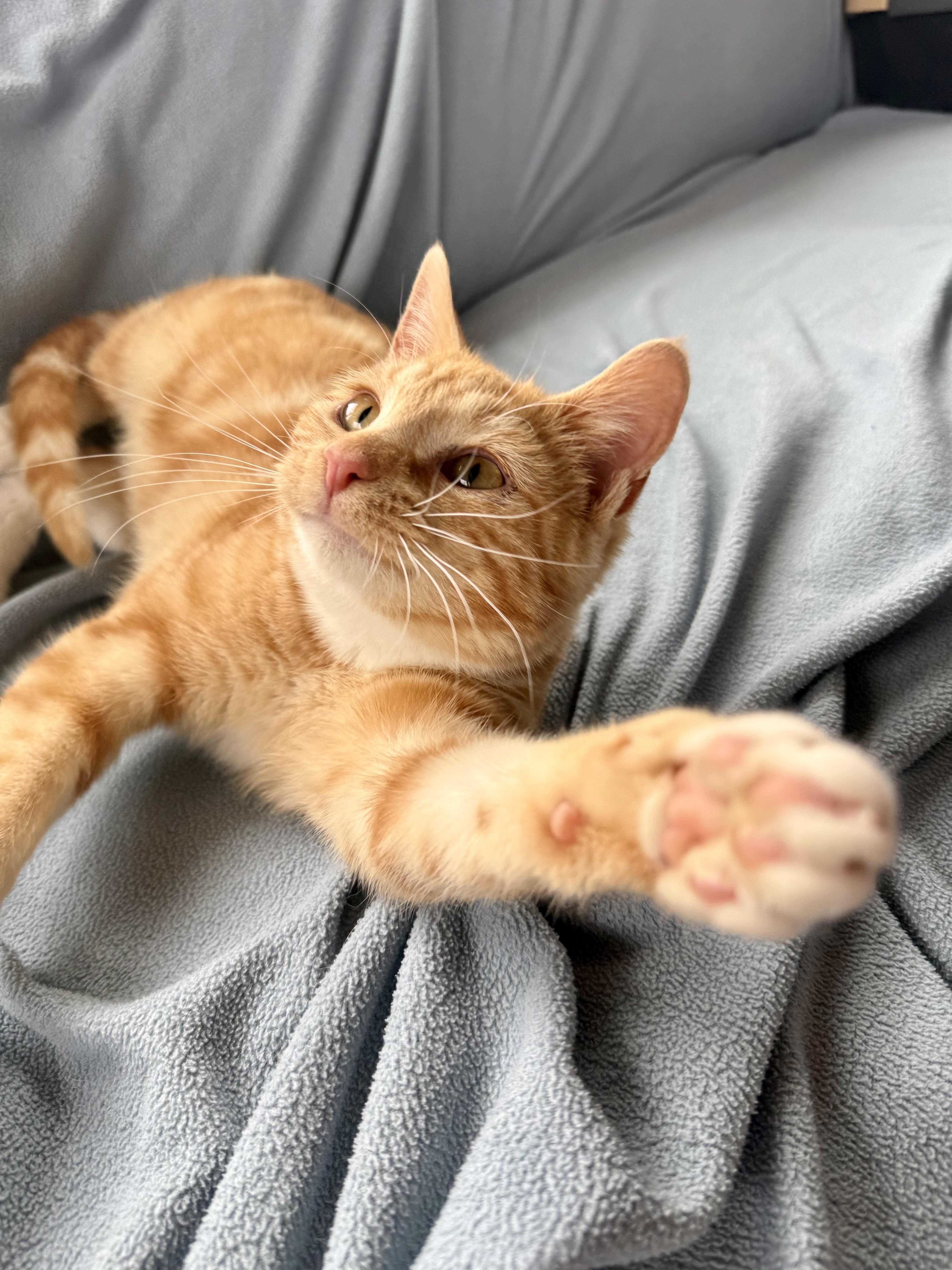 Pisces, a Adoptable Tabby in Minneapolis, MN image 3/6