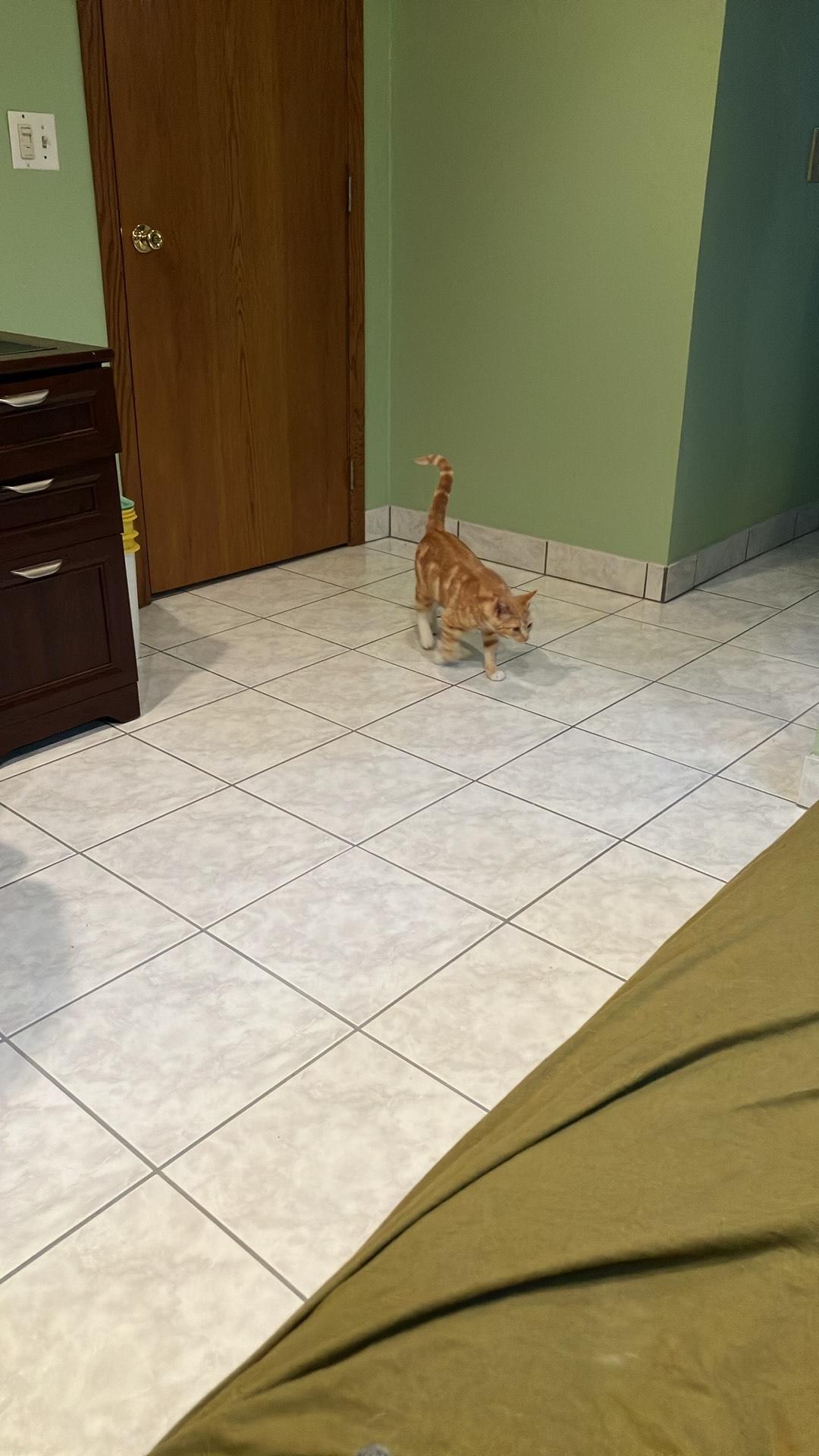 Pisces, a Adoptable Tabby in Minneapolis, MN image 2/6