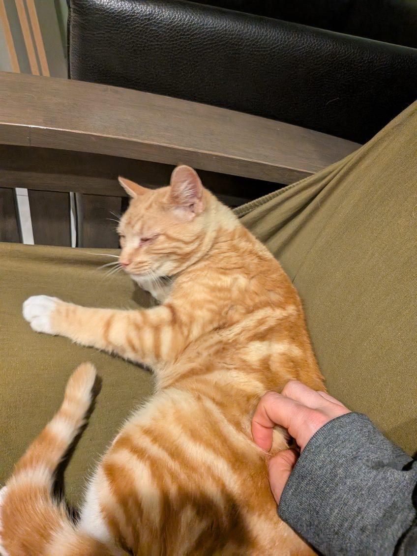 Pisces, a Adoptable Tabby in Minneapolis, MN image 5/6