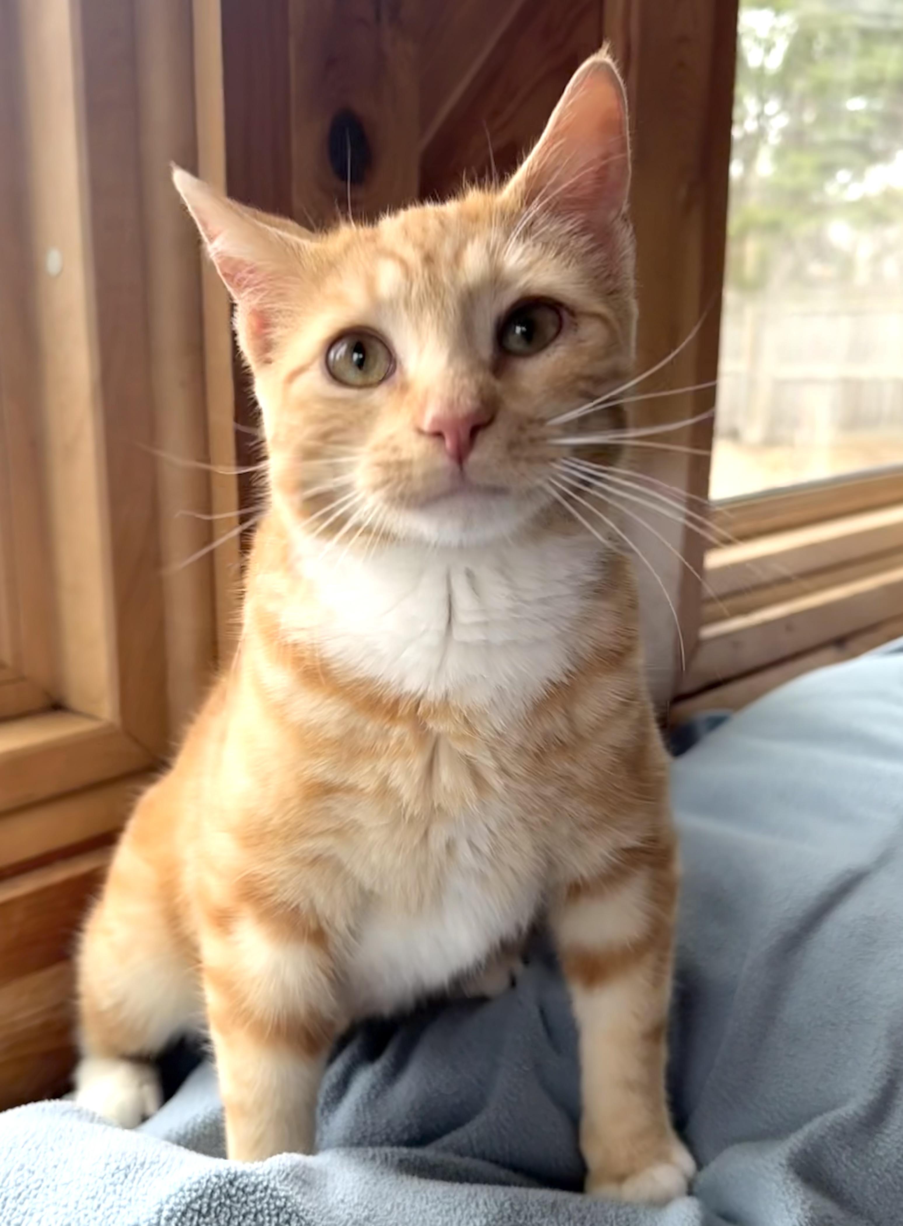 Pisces, a Adoptable Tabby in Minneapolis, MN image 6/6