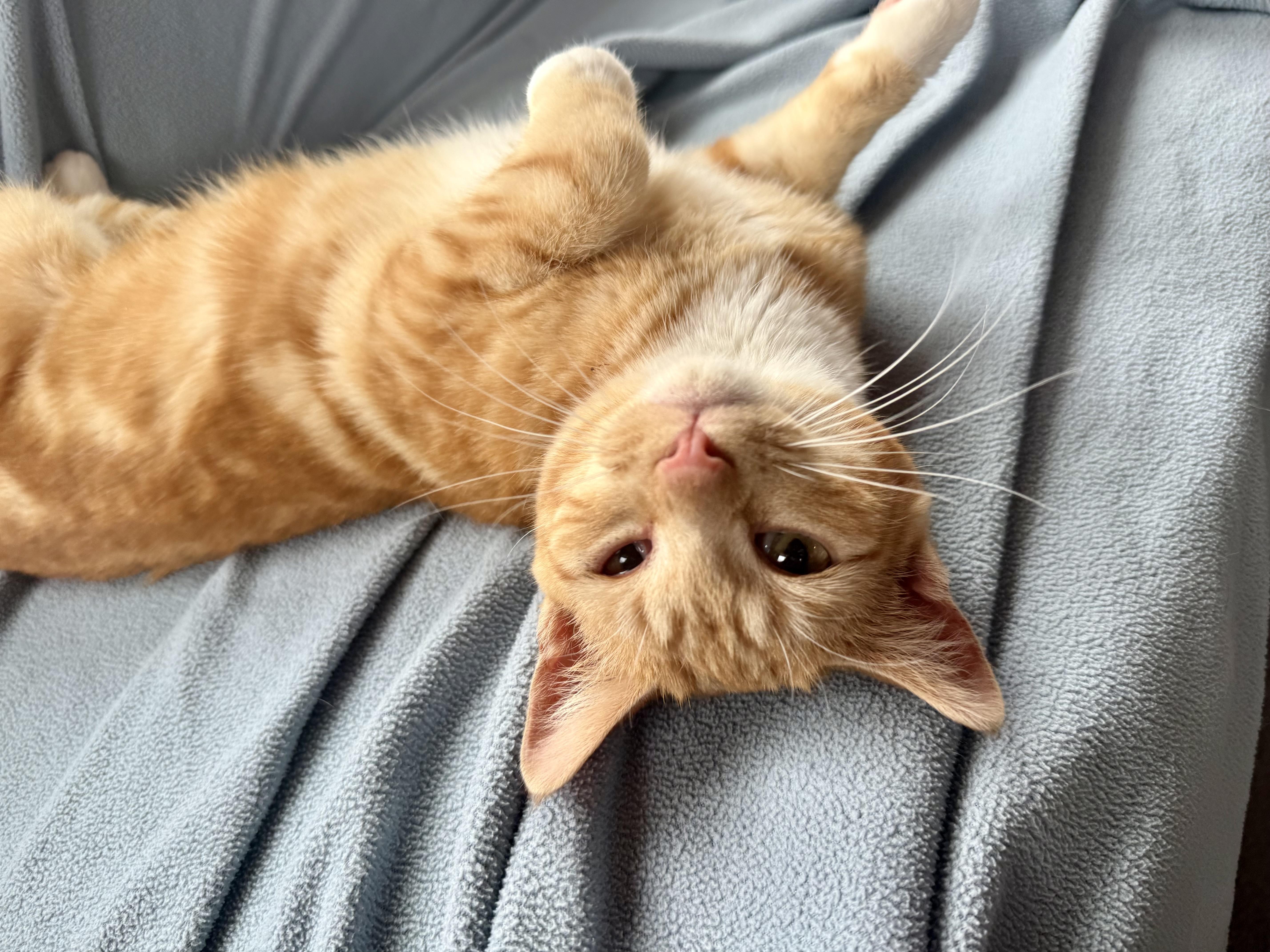 Pisces, a Adoptable Tabby in Minneapolis, MN image 4/6