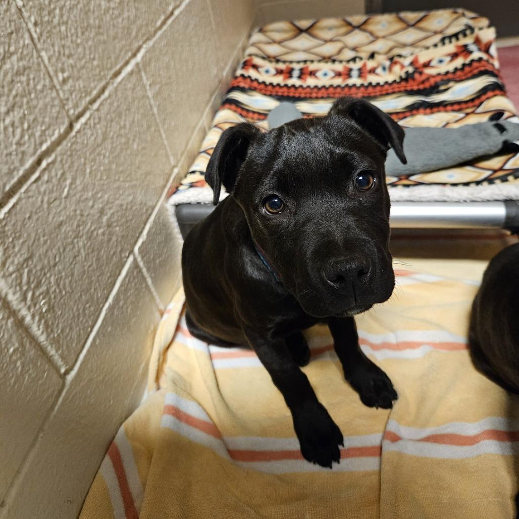 Rainbow, Adoptable, Puppy Female Pit Bull Terrier.