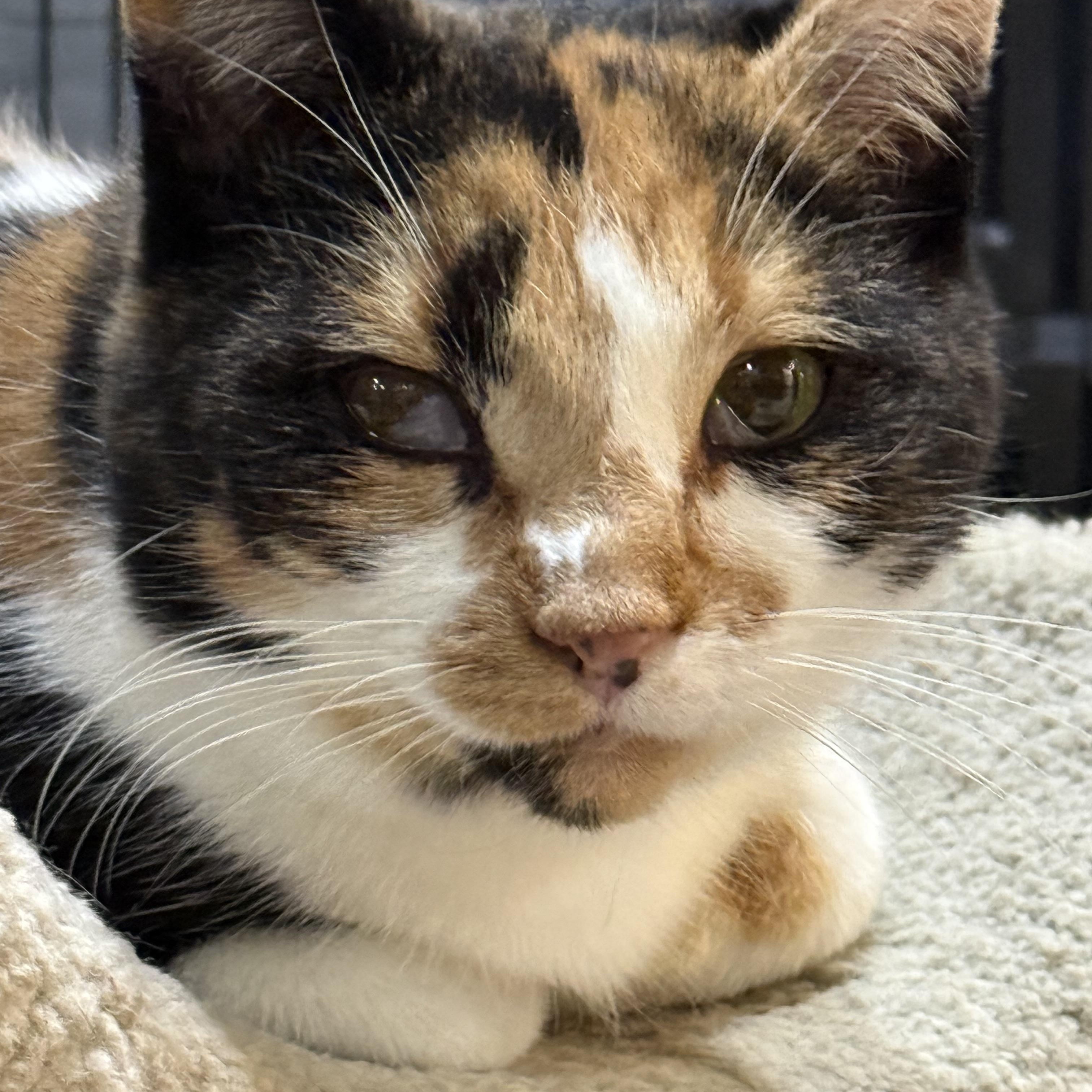 Enlarge Winter, a Adoptable Calico in Plymouth, MA image 5/5