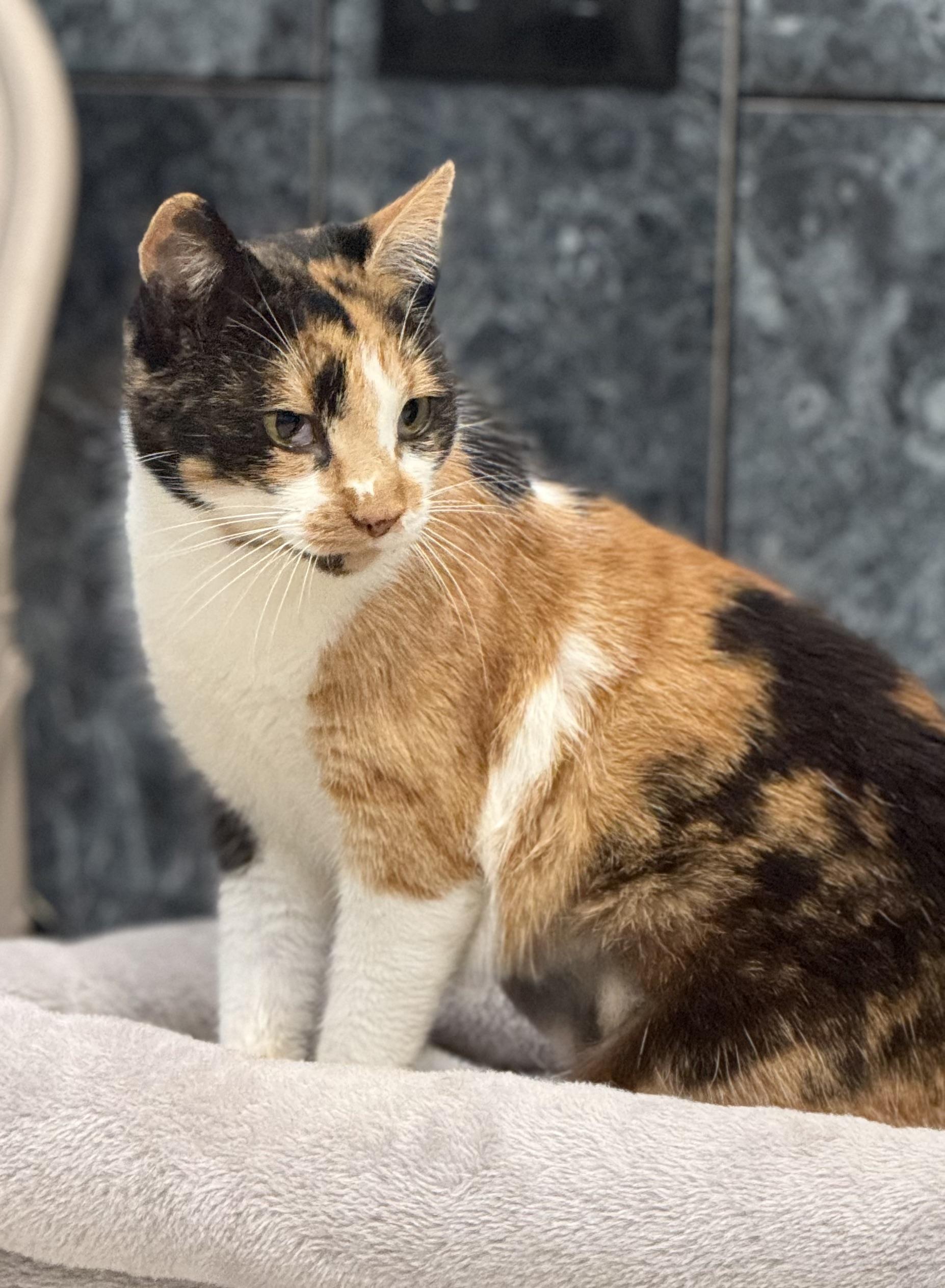 Winter, Adoptable, Adult Female Calico.