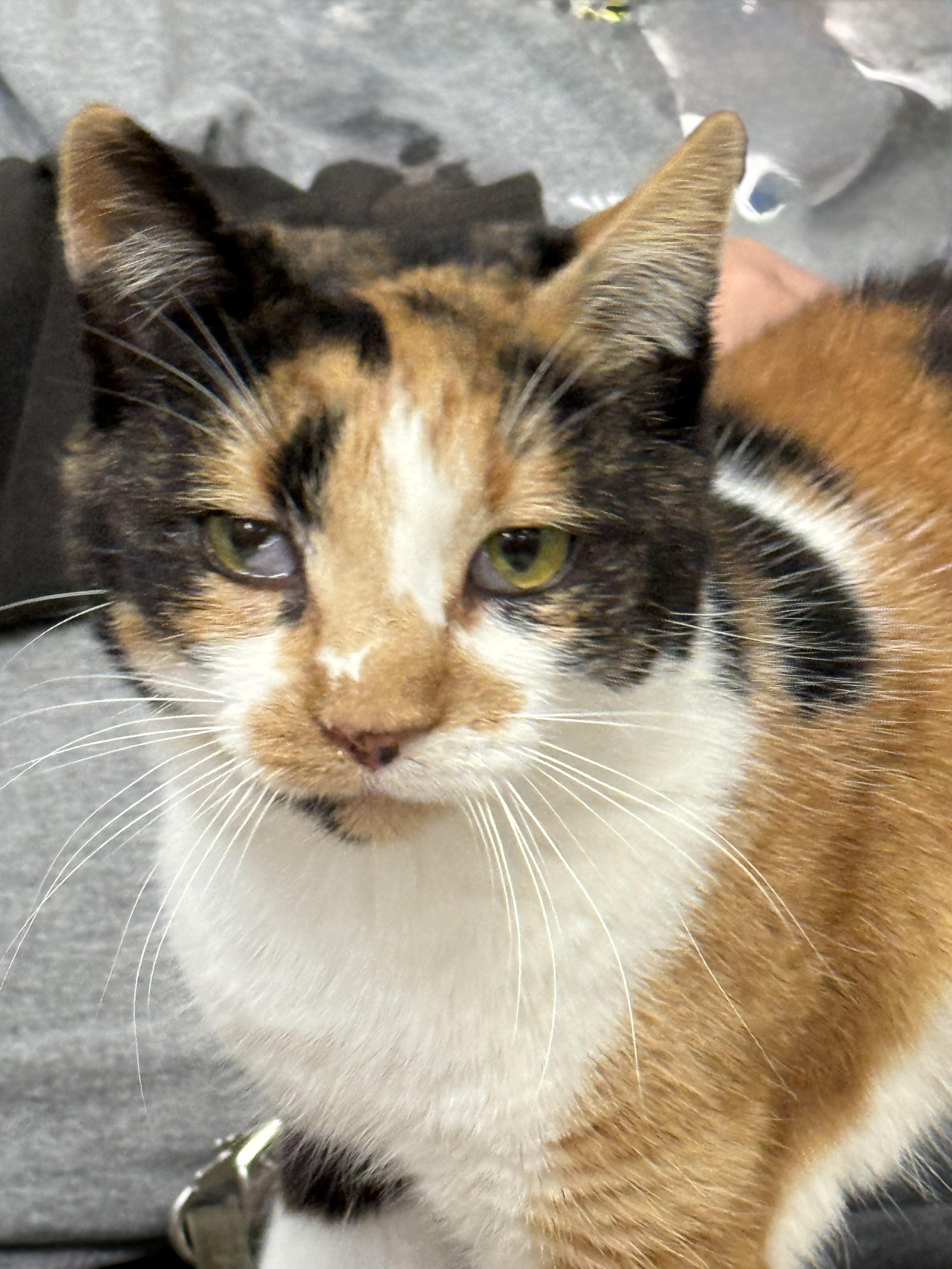 Enlarge Winter, a Adoptable Calico in Plymouth, MA image 2/2