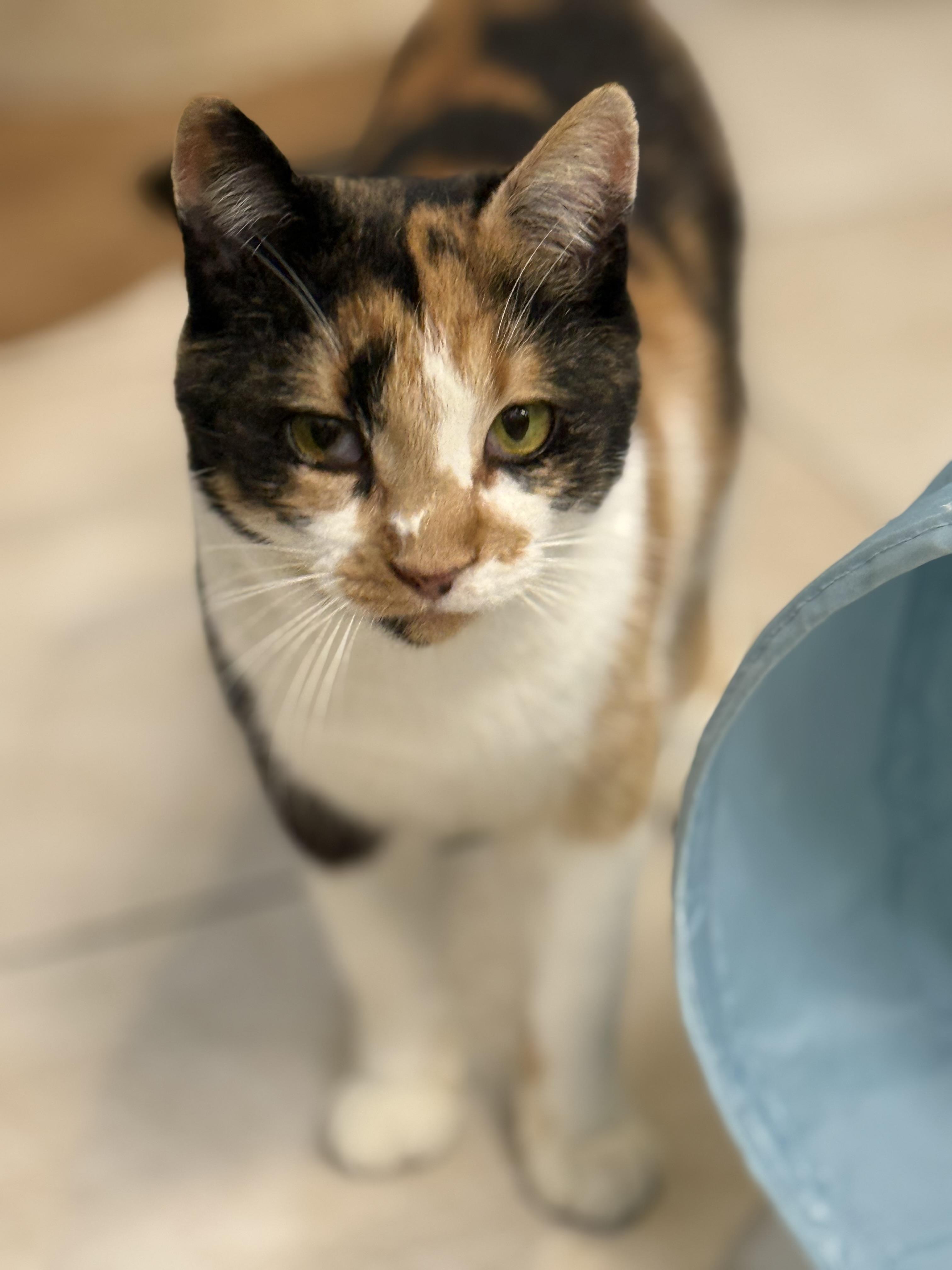 Winter, Adoptable, Adult Female Calico.