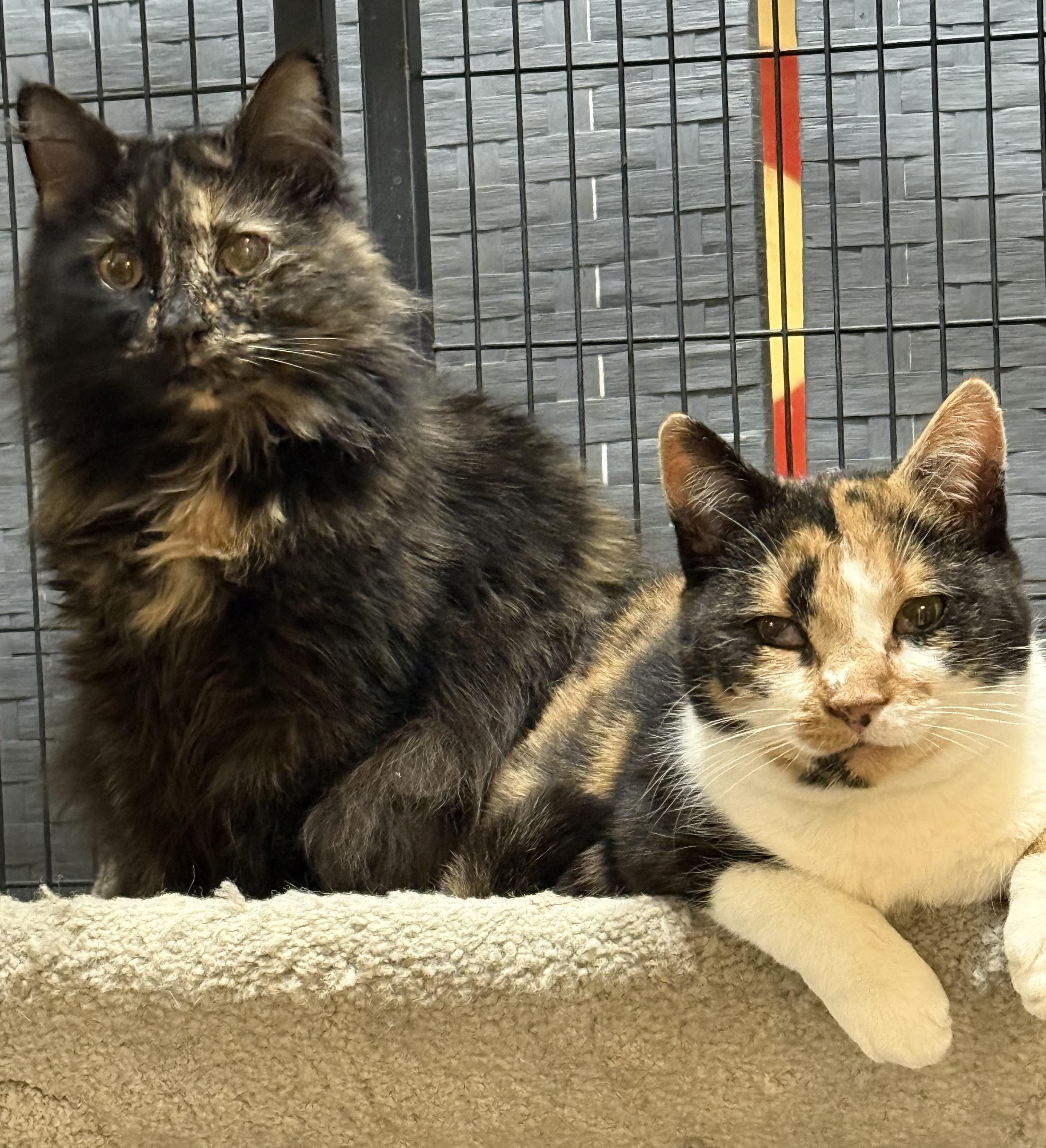 Enlarge Winter, a Adoptable Calico in Plymouth, MA image 4/5