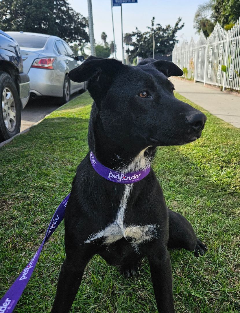 Monik, Adoptable, Young Female Black Labrador Retriever.