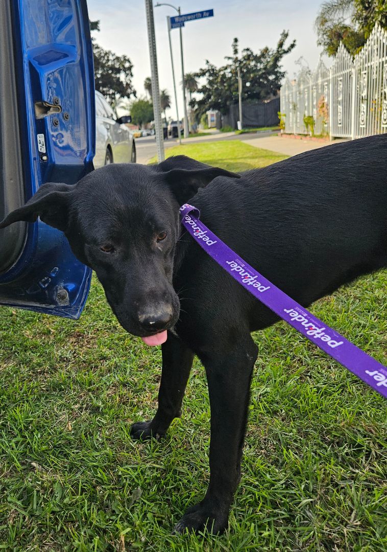 Enlarge Monik, a Adoptable mixed breed in Los Angeles, CA image 2/20