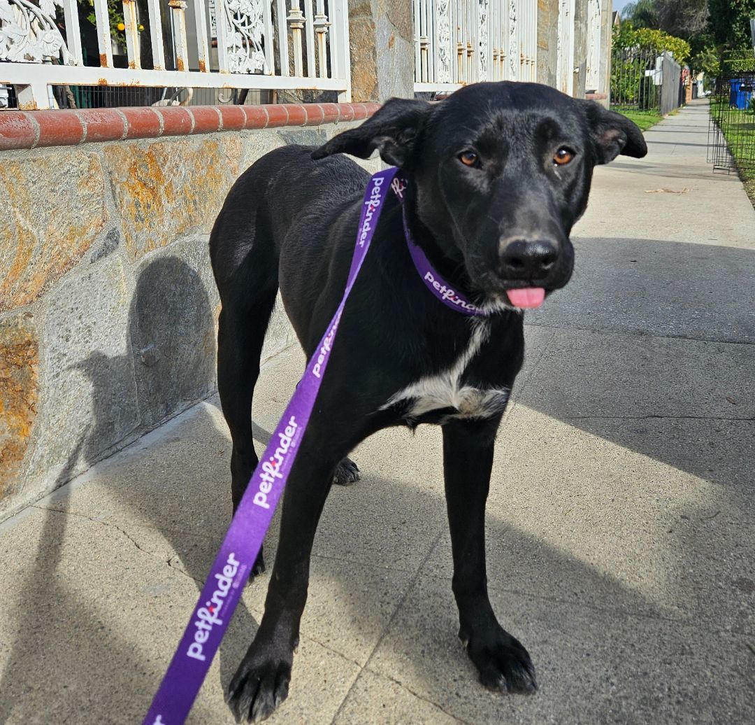 Enlarge Monik, a Adoptable mixed breed in Los Angeles, CA image 3/20