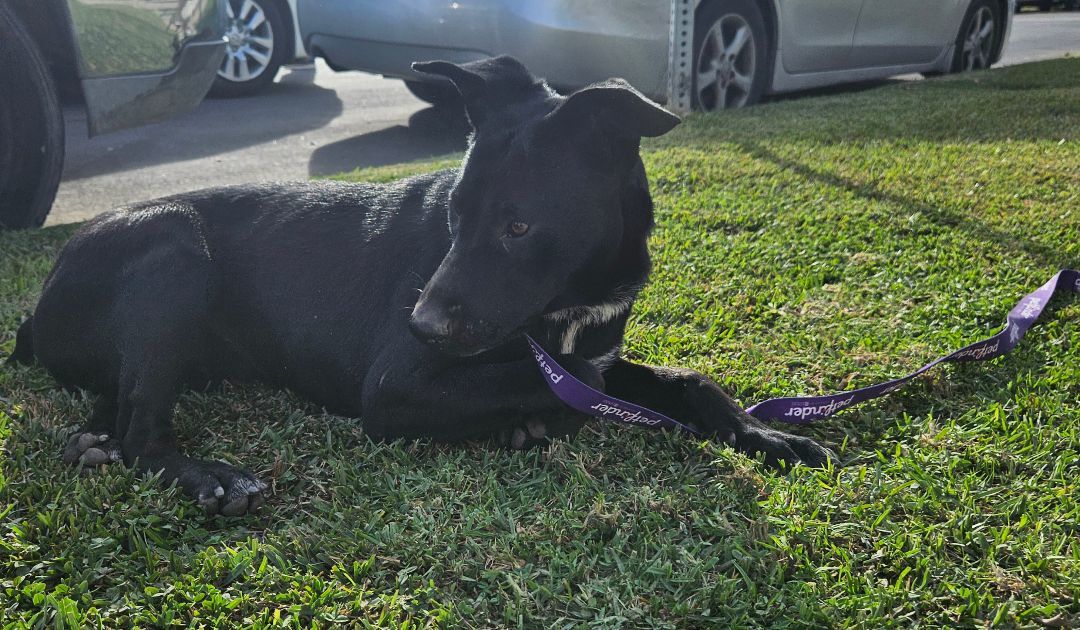 Enlarge Monik, a Adoptable mixed breed in Los Angeles, CA image 4/20
