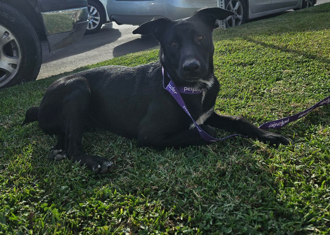 Enlarge Monik, a Adoptable mixed breed in Los Angeles, CA image 5/20