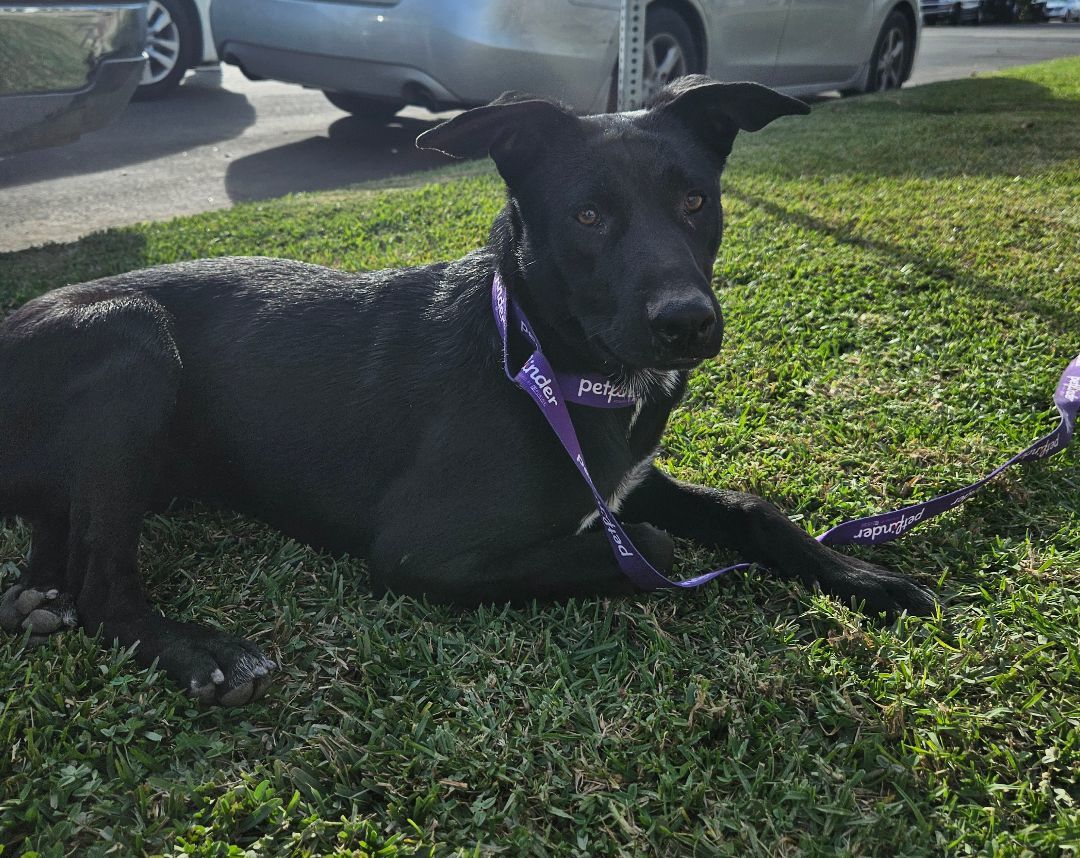 Enlarge Monik, a Adoptable mixed breed in Los Angeles, CA image 6/20