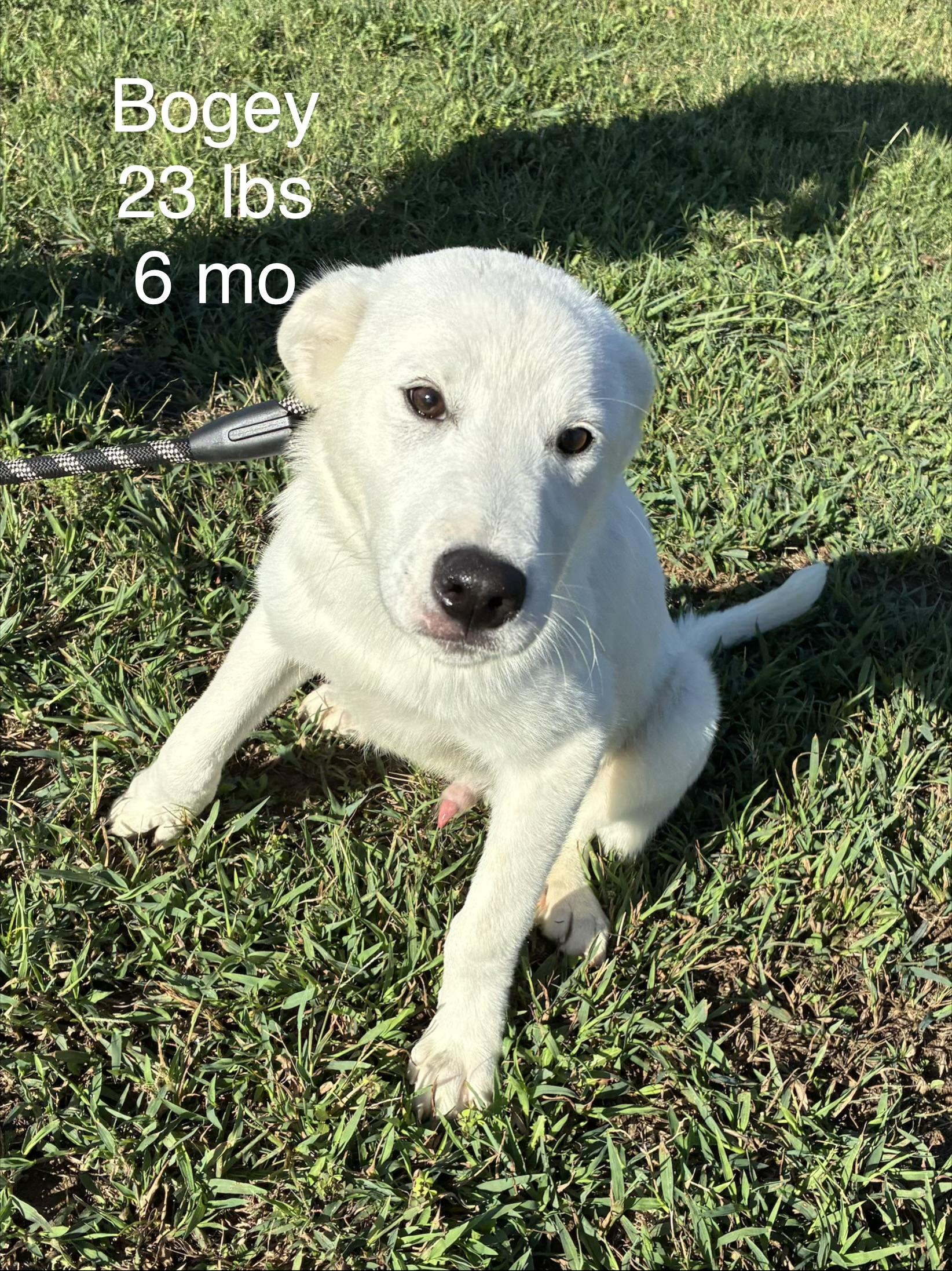 Bogey, Adoptable, Young Male Shepherd & Border Collie.