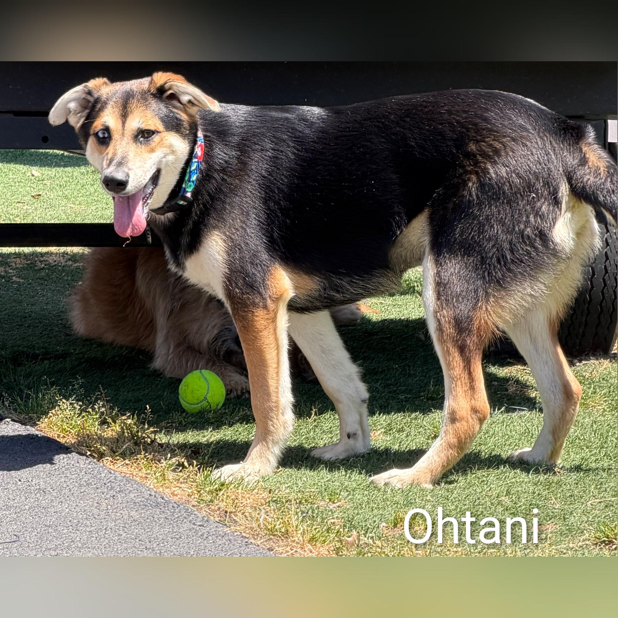 Enlarge Ohtani, a ADOPTABLE Mixed Breed in Fredericksburg, VA image 5/6