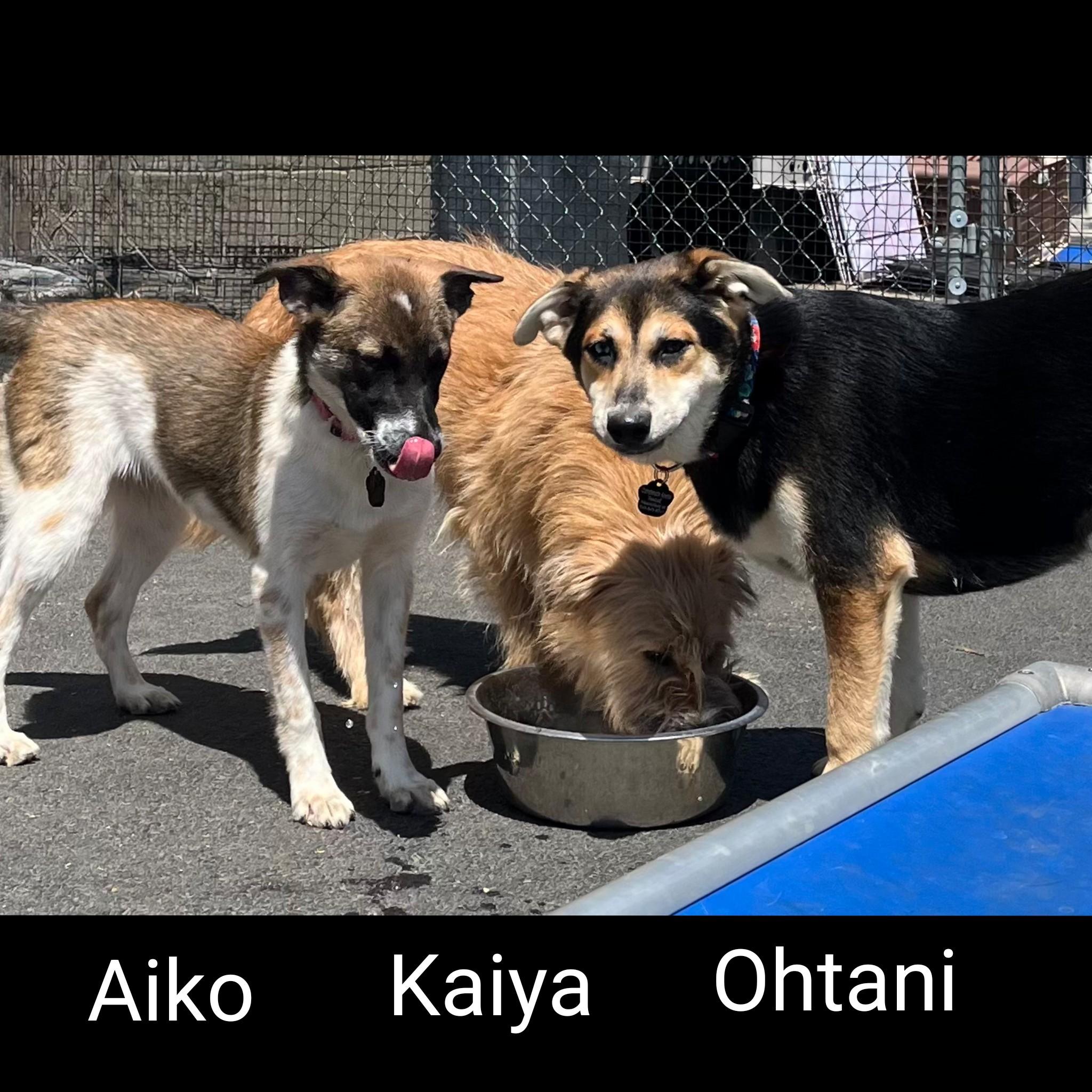 Enlarge Ohtani, a ADOPTABLE Mixed Breed in Fredericksburg, VA image 2/6