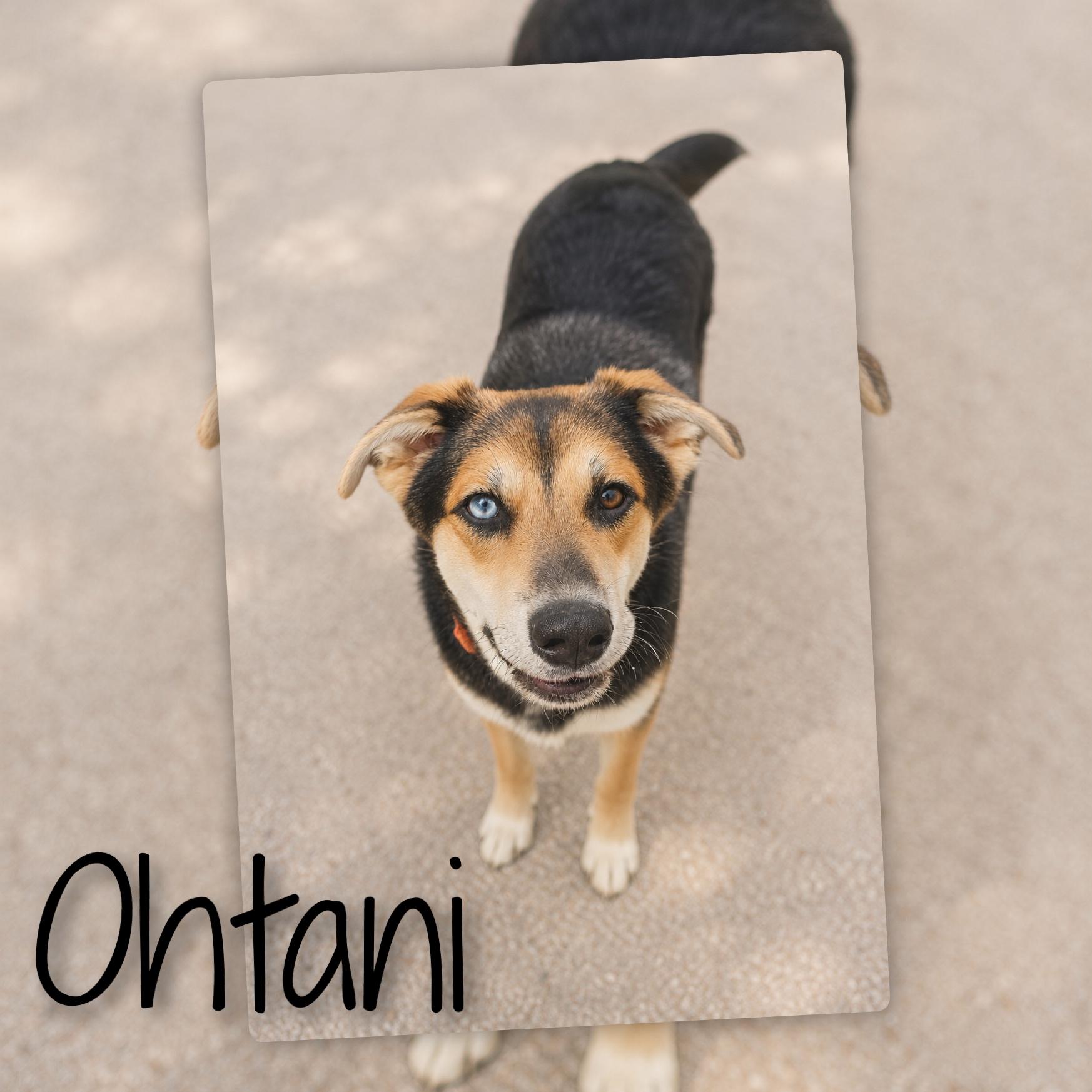 Ohtani, ADOPTABLE, Young Male Mixed Breed.