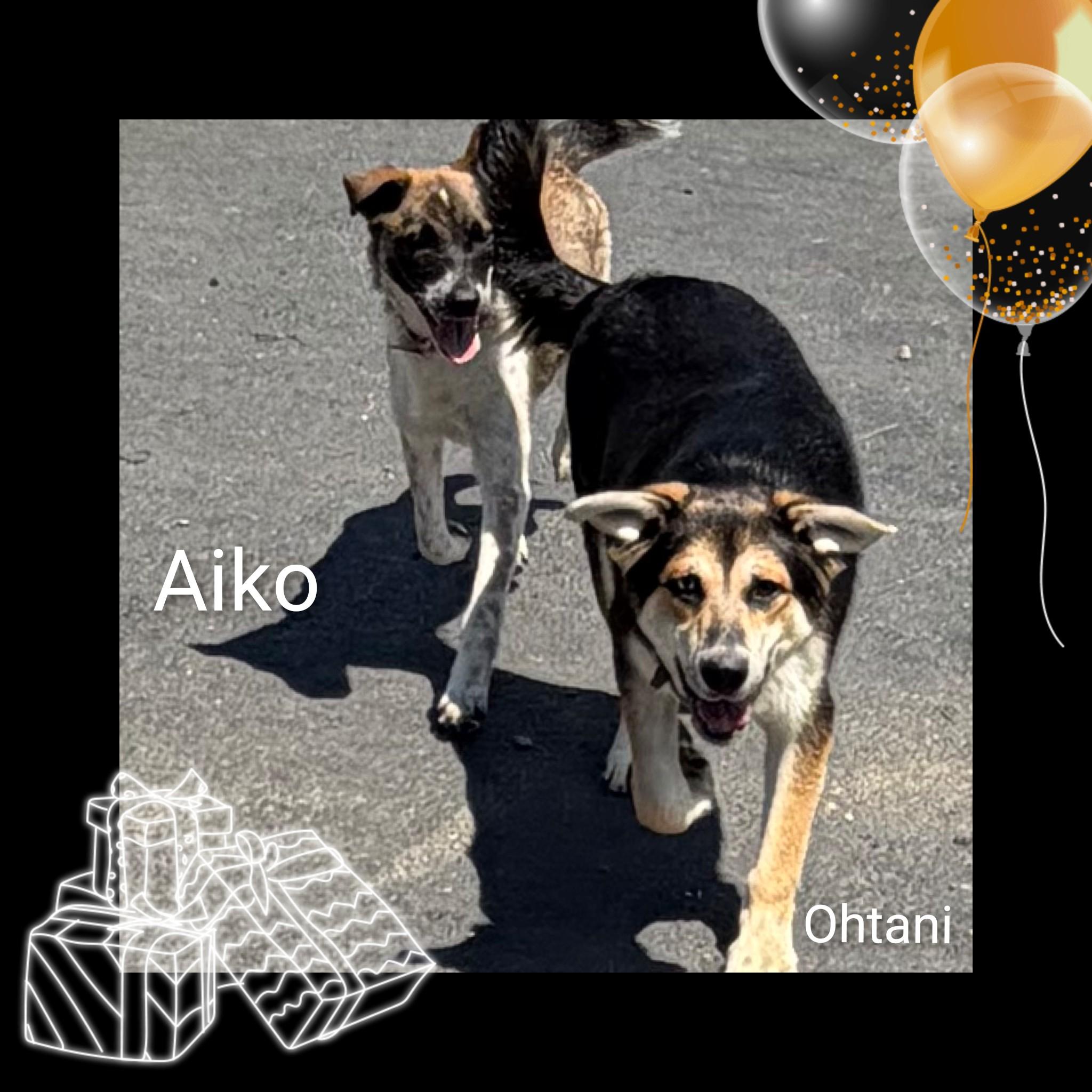 Enlarge Ohtani, a ADOPTABLE Mixed Breed in Fredericksburg, VA image 6/6