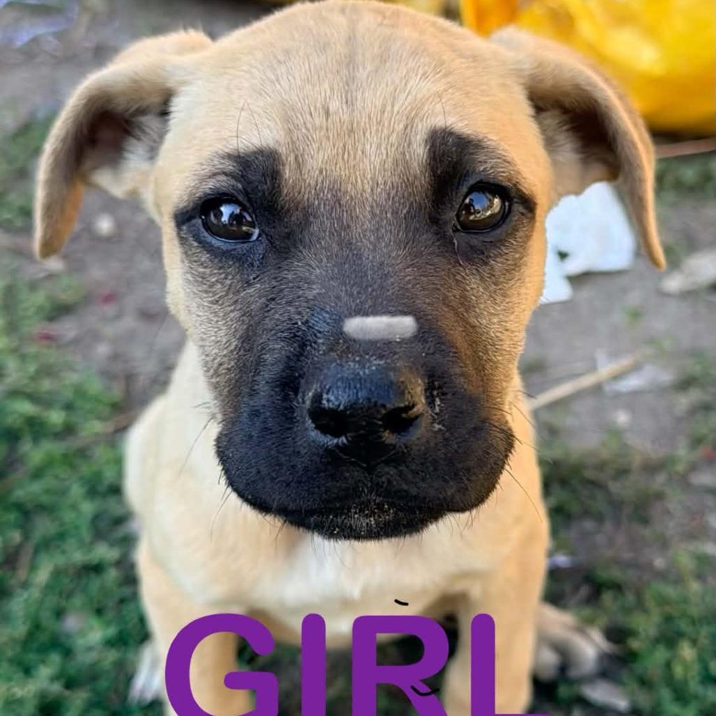 Sammy, Adoptable, Puppy Female Mixed Breed.