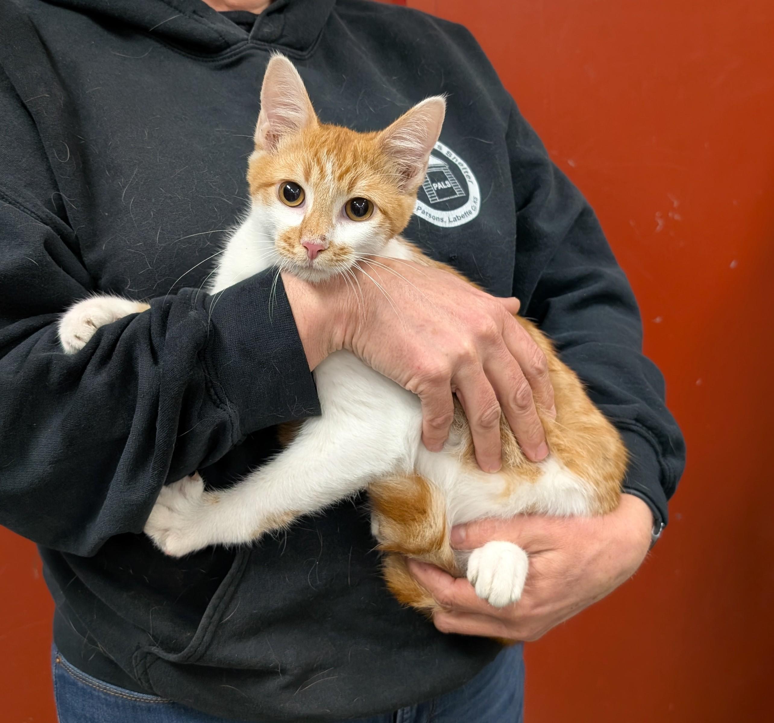 Enlarge Rambo, an adopted Domestic Short Hair in Parsons, KS image 1/1