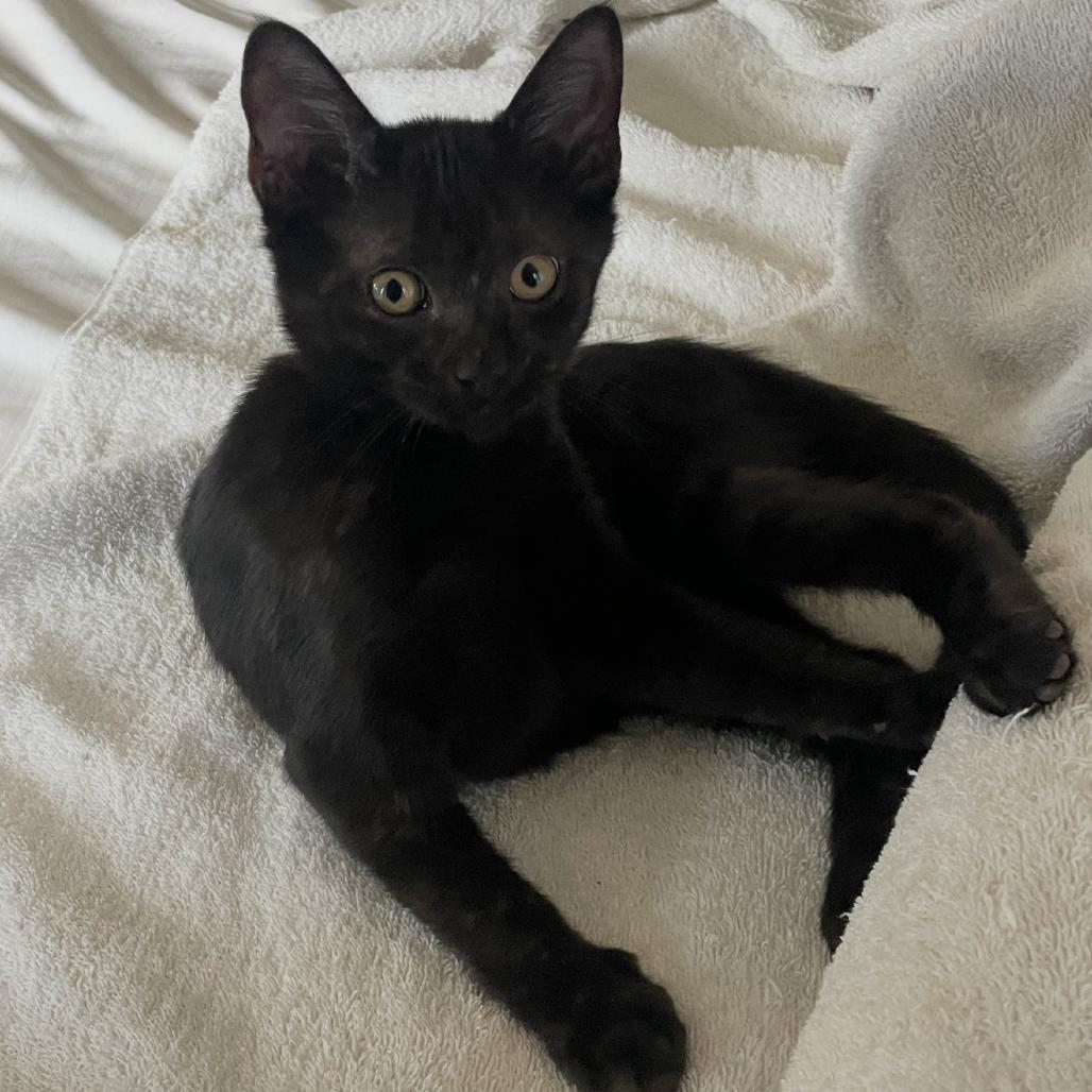 Cole, Adoptable, Kitten Male Domestic Short Hair.