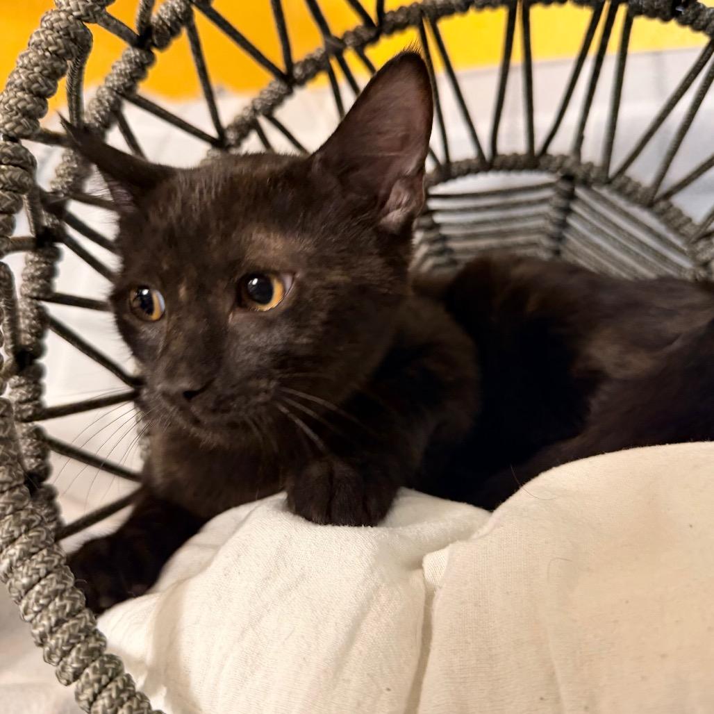 Enlarge Cole, a Adoptable Domestic Short Hair in Flower Mound, TX image 2/5