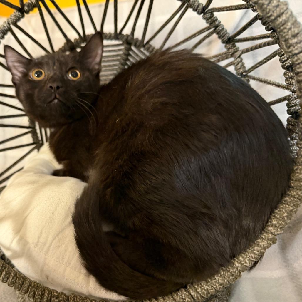Enlarge Cole, a Adoptable Domestic Short Hair in Flower Mound, TX image 3/5