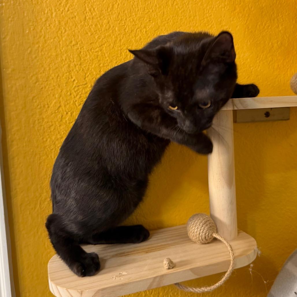 Enlarge Cole, a Adoptable Domestic Short Hair in Flower Mound, TX image 5/5