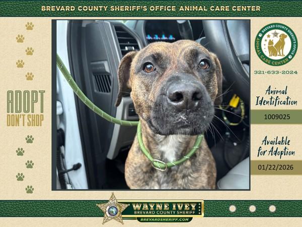 Enlarge Gracie, a Adoptable mixed breed in Melbourne, FL image 1/1