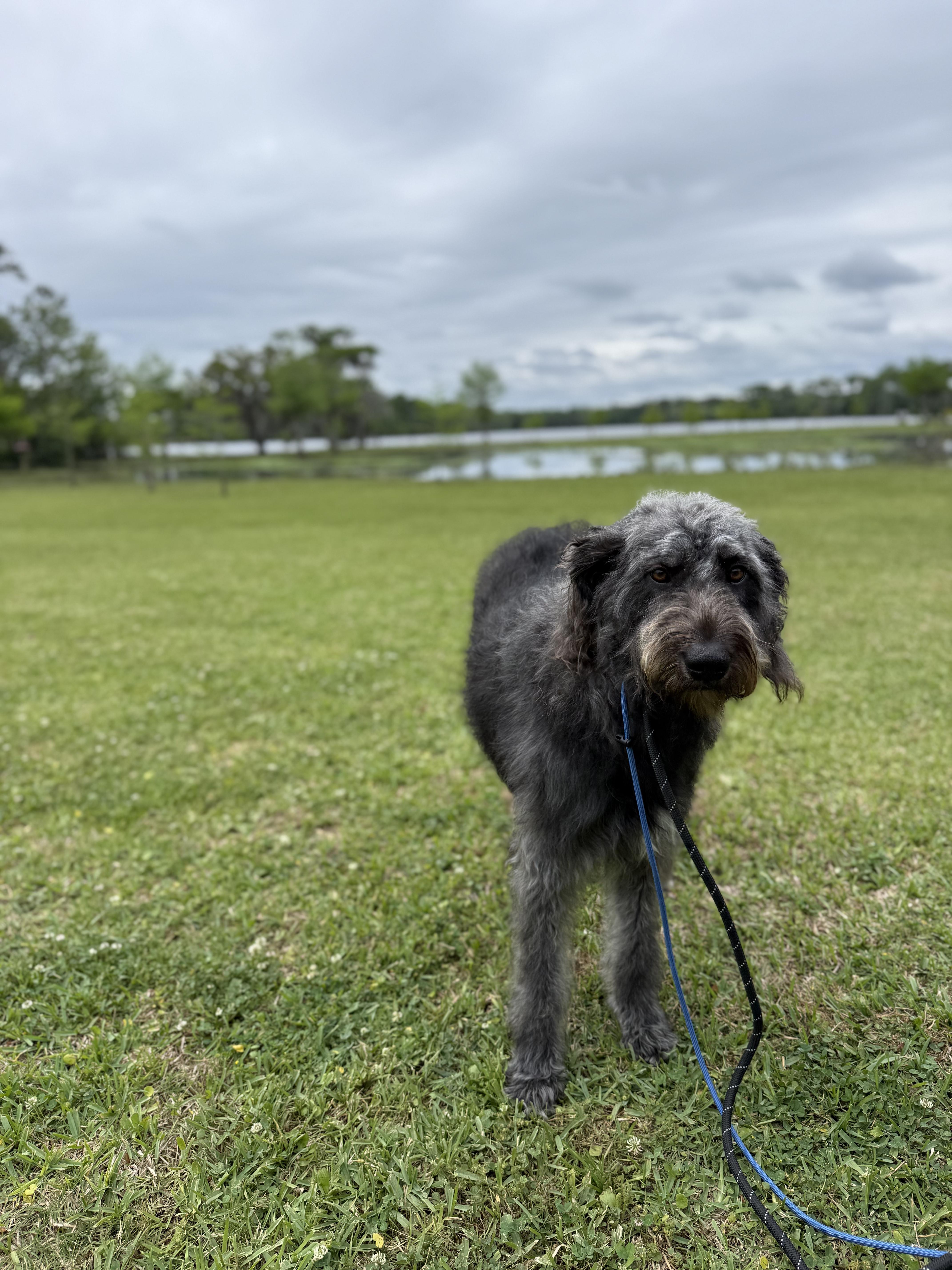 Enlarge Meghan the WolfHound, a ADOPTABLE Irish Wolfhound in New Orleans, LA image 2/4