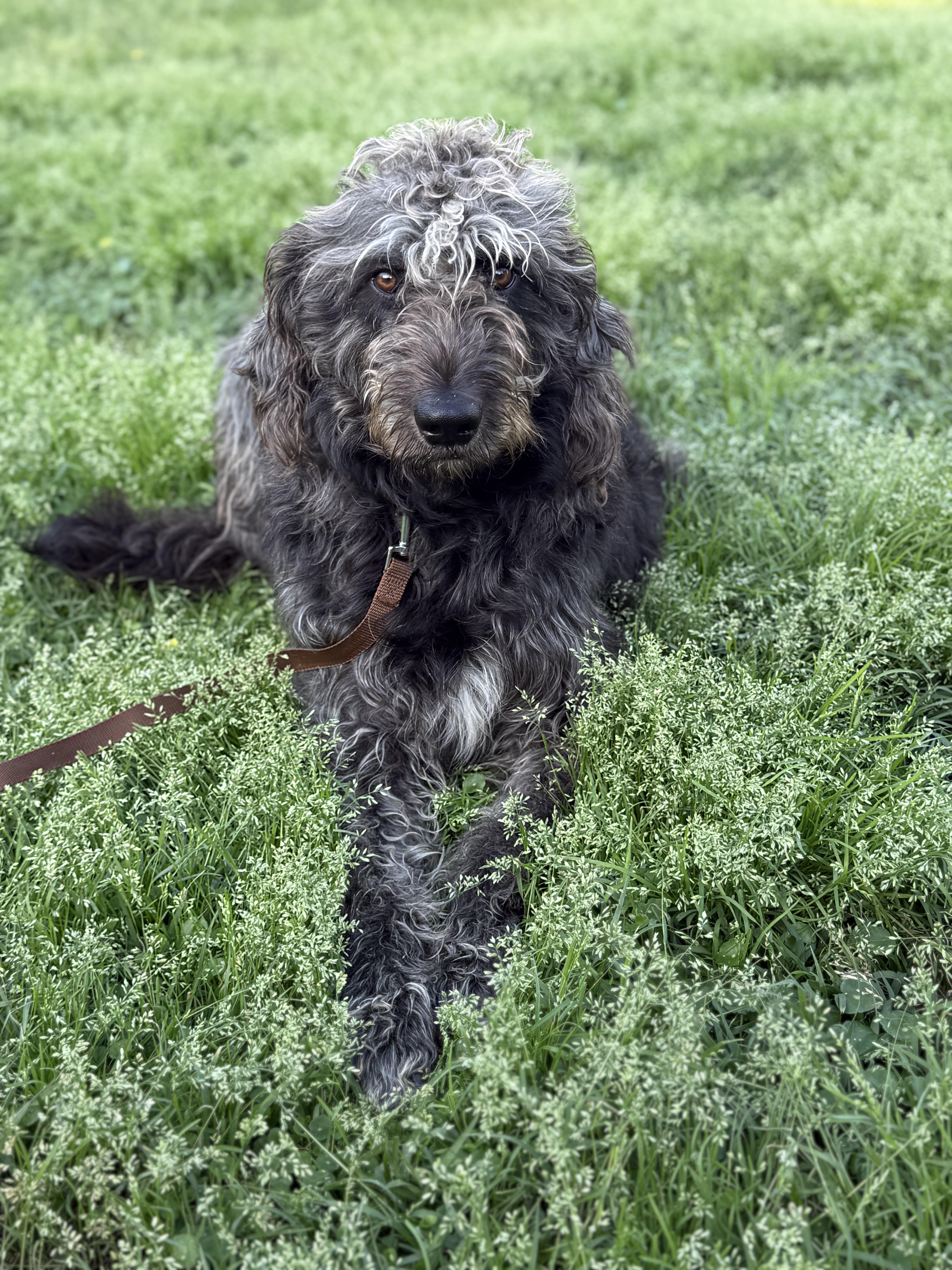 Enlarge Meghan the WolfHound, a ADOPTABLE Irish Wolfhound in New Orleans, LA image 4/4