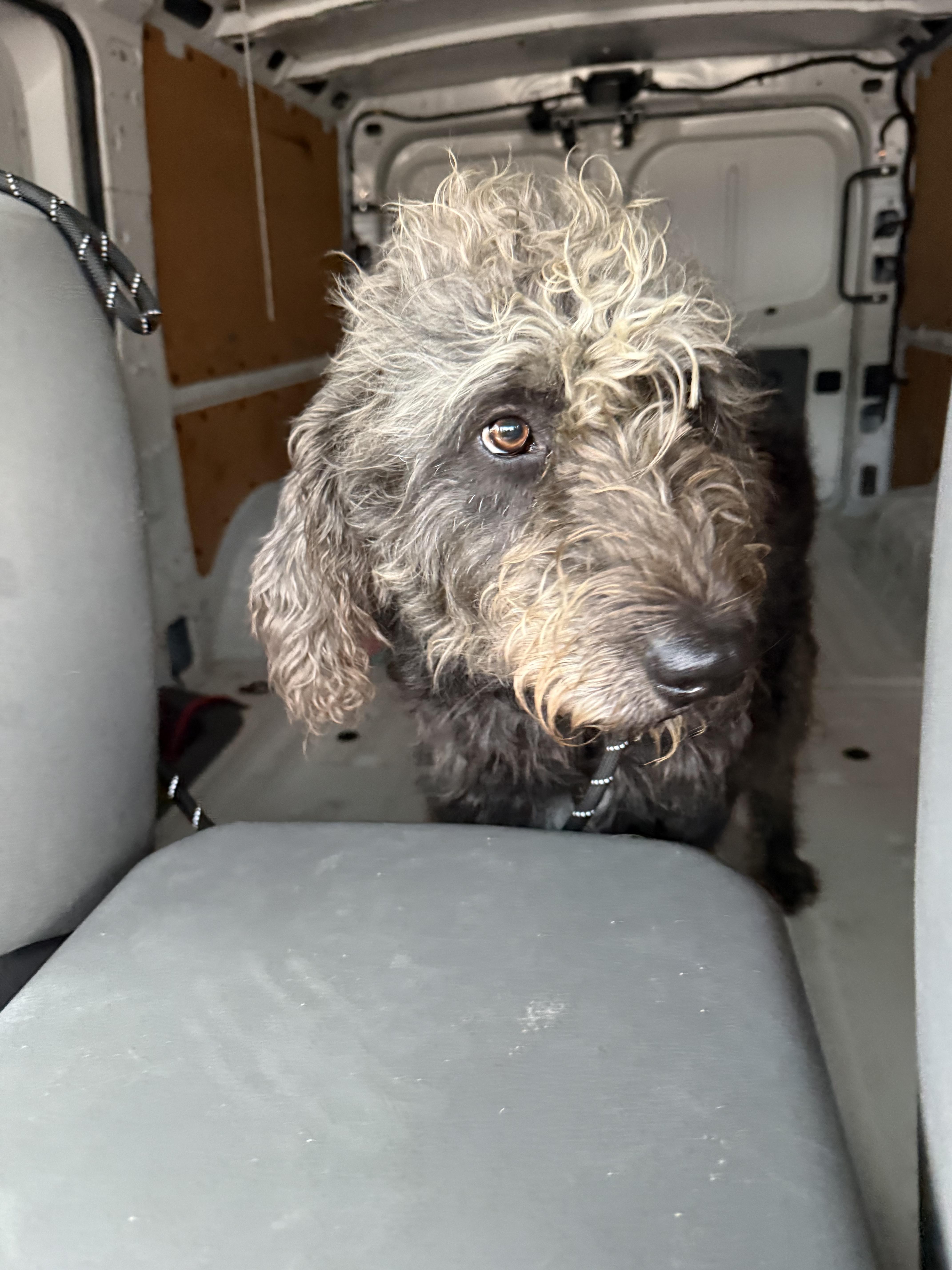 Enlarge Meghan the WolfHound, a ADOPTABLE Irish Wolfhound in New Orleans, LA image 3/4