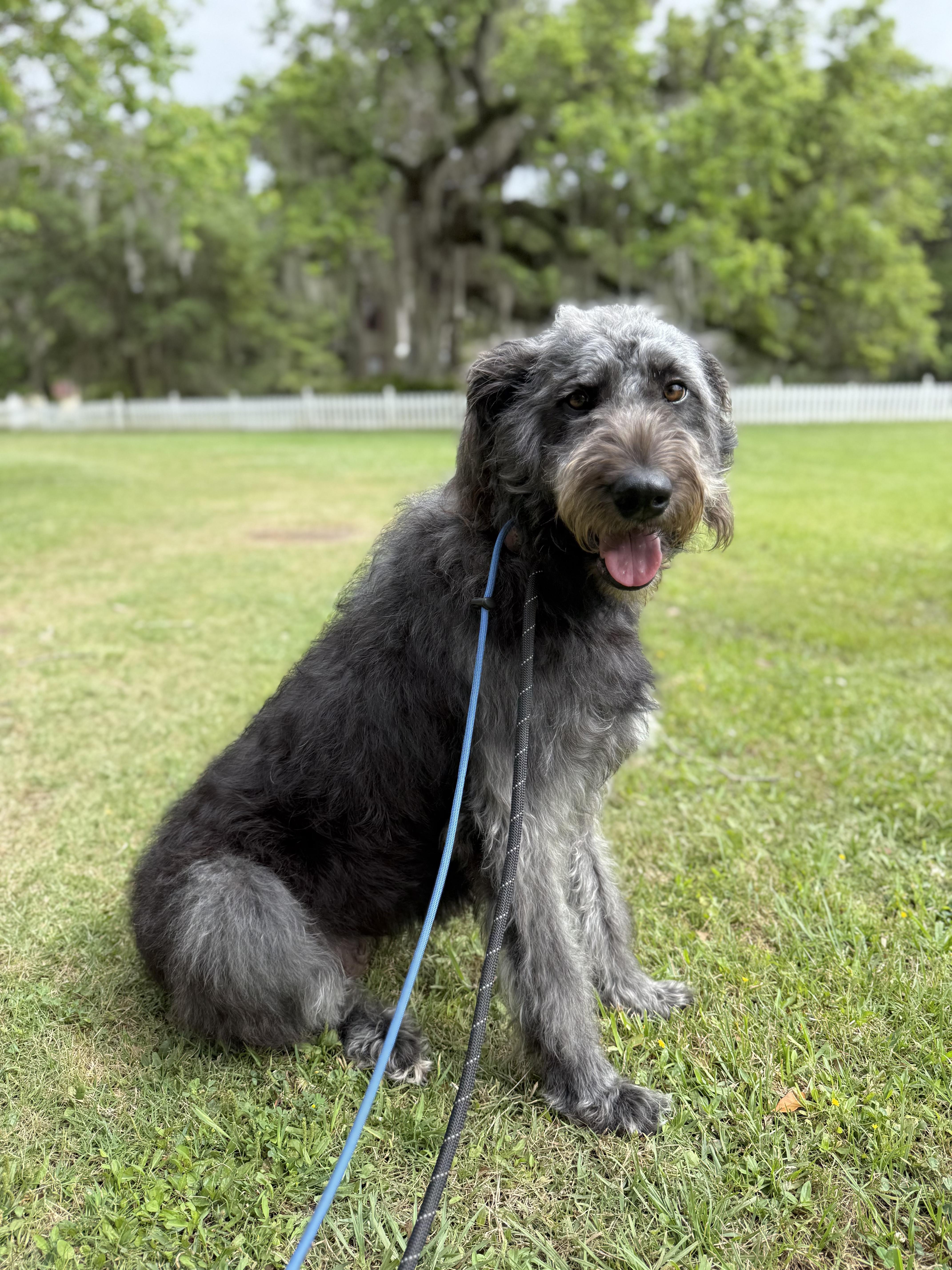 Meghan the WolfHound, ADOPTABLE, Adult Female Irish Wolfhound.