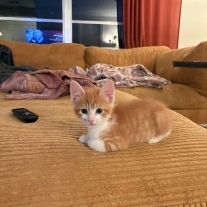 Luka (158391) (In a Foster Home)