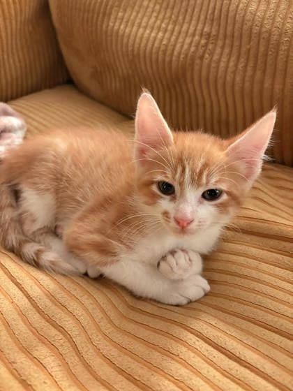 Luka (158391) (In a Foster Home)