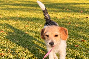 Enlarge Meg, a Adoptable mixed breed in Medfield, MA image 3/4