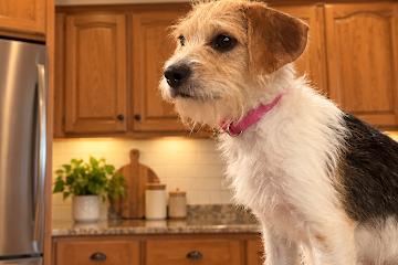 Enlarge Meg, a Adoptable mixed breed in Medfield, MA image 2/4