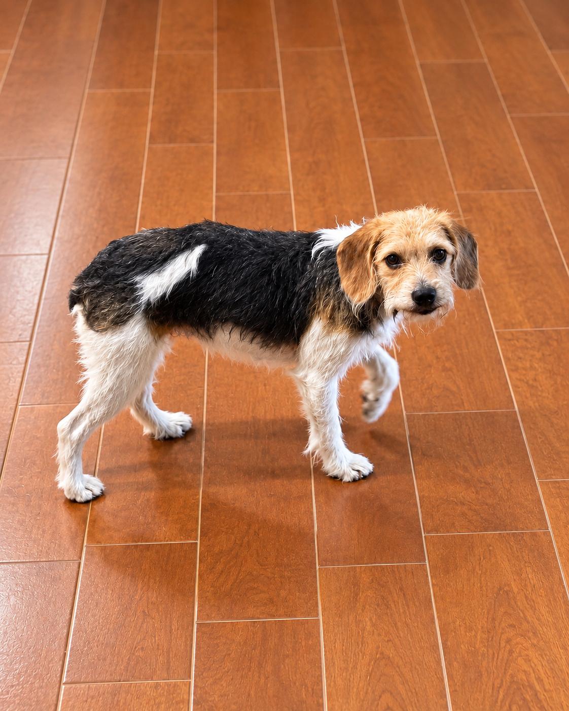 Enlarge Meg, a Adoptable mixed breed in Medfield, MA image 4/4