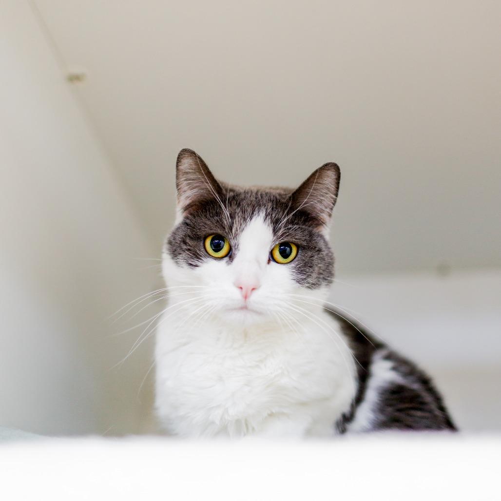 Enlarge Nova, a Adoptable Domestic Short Hair in Dover, NH image 1/4