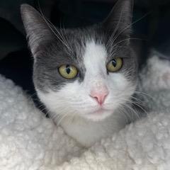 Enlarge Nova, a Adoptable Domestic Short Hair in Dover, NH image 2/4