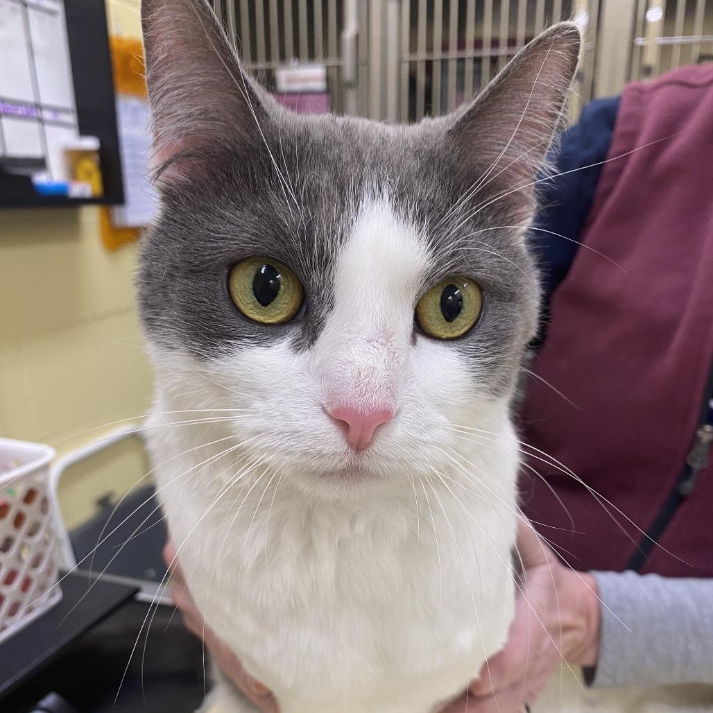 Enlarge Nova, a Adoptable Domestic Short Hair in Dover, NH image 3/4