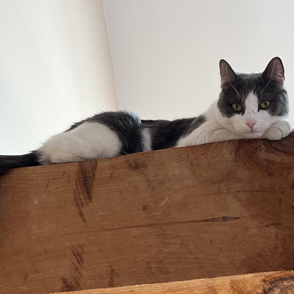 Enlarge Nova, a Adoptable Domestic Short Hair in Dover, NH image 4/5