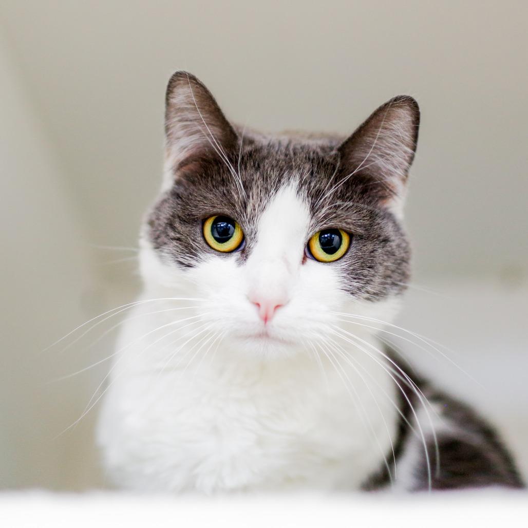 Enlarge Nova, a Adoptable Domestic Short Hair in Dover, NH image 4/4