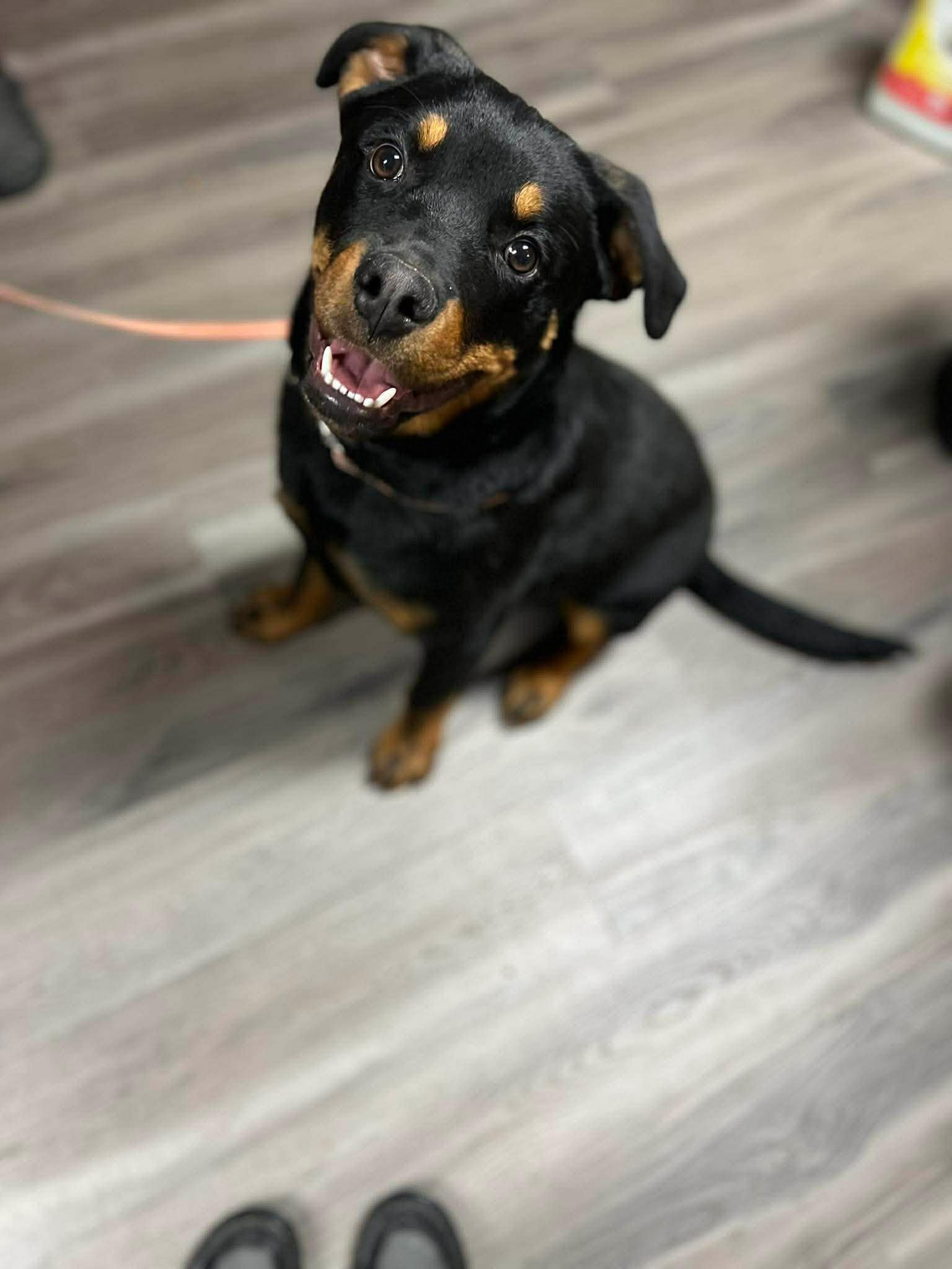 ROCKY THE PUP, a ADOPTABLE Rottweiler in Chapel Hill, NC image 6/6