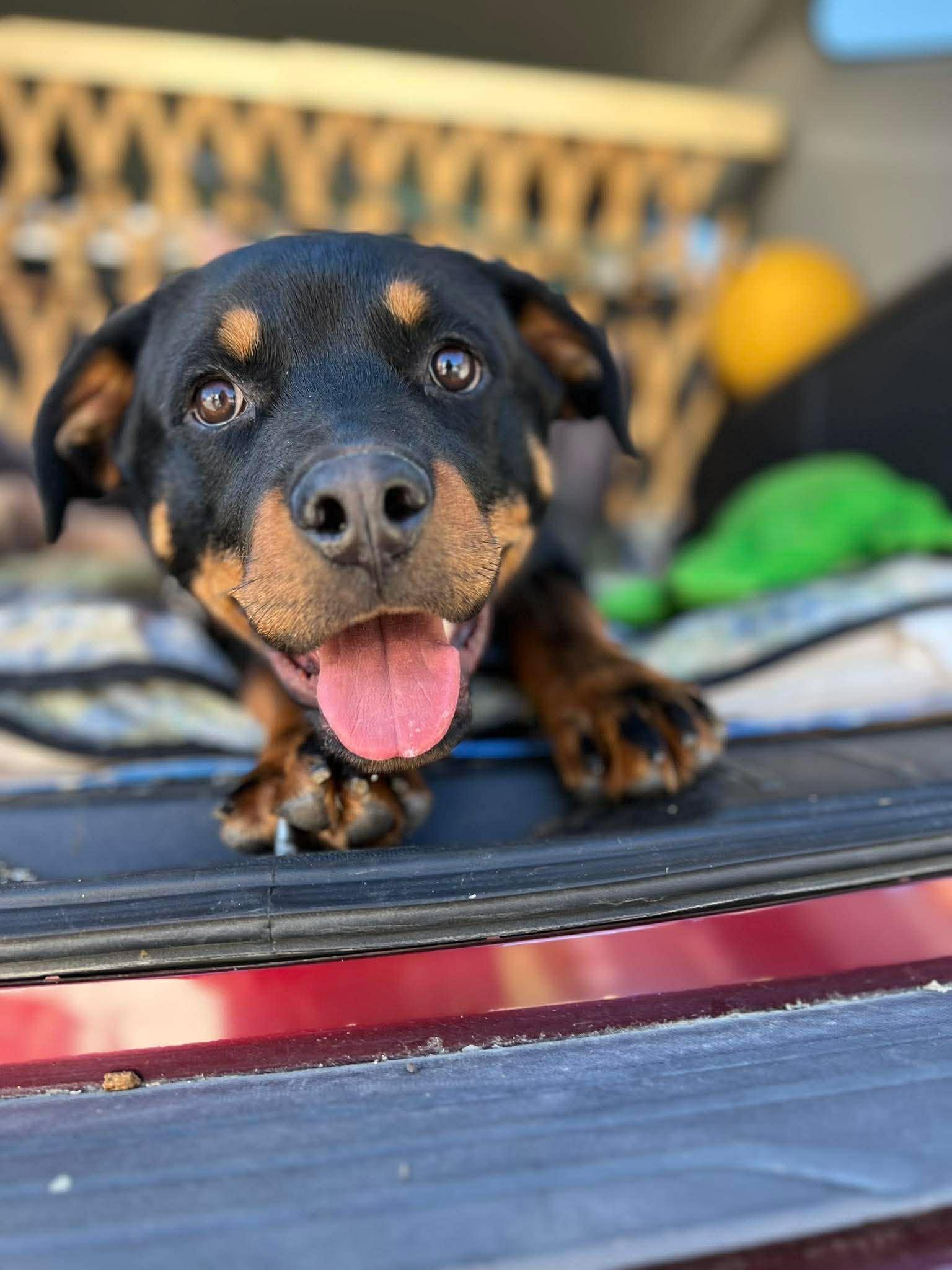 ROCKY THE PUP, ADOPTABLE, Young Male Rottweiler.