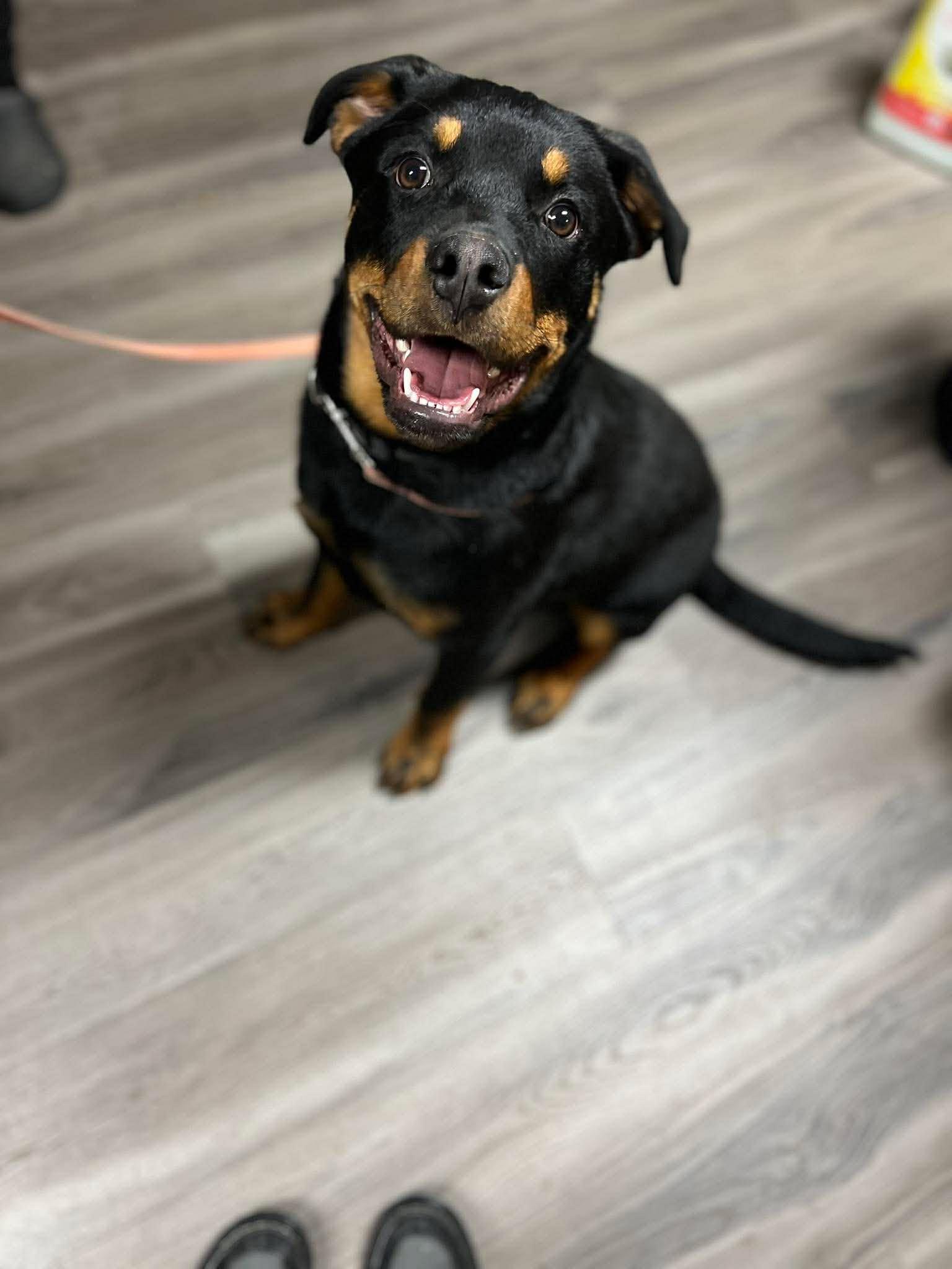 ROCKY THE PUP, a ADOPTABLE Rottweiler in Chapel Hill, NC image 2/6